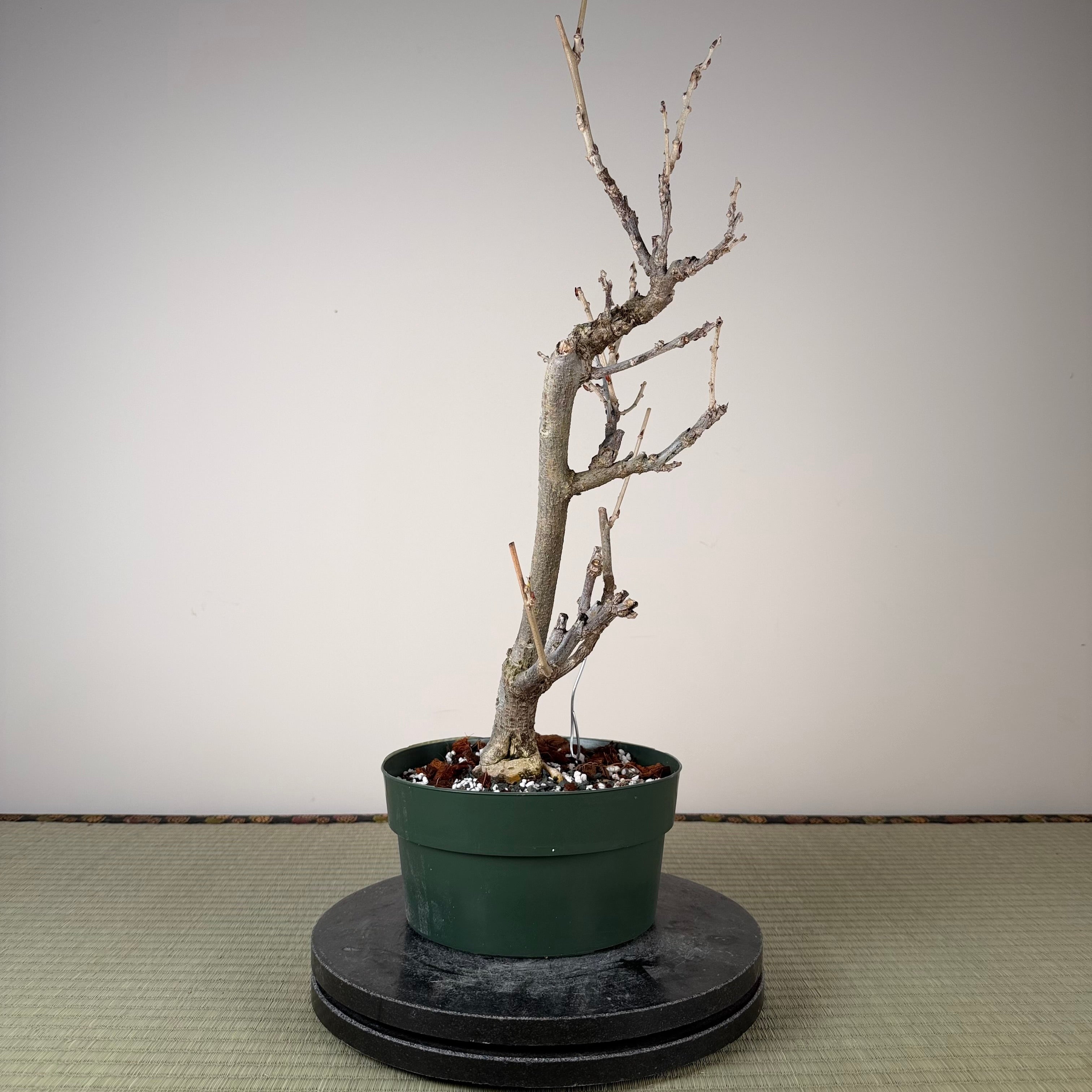 Glycine floribunda (blanche)