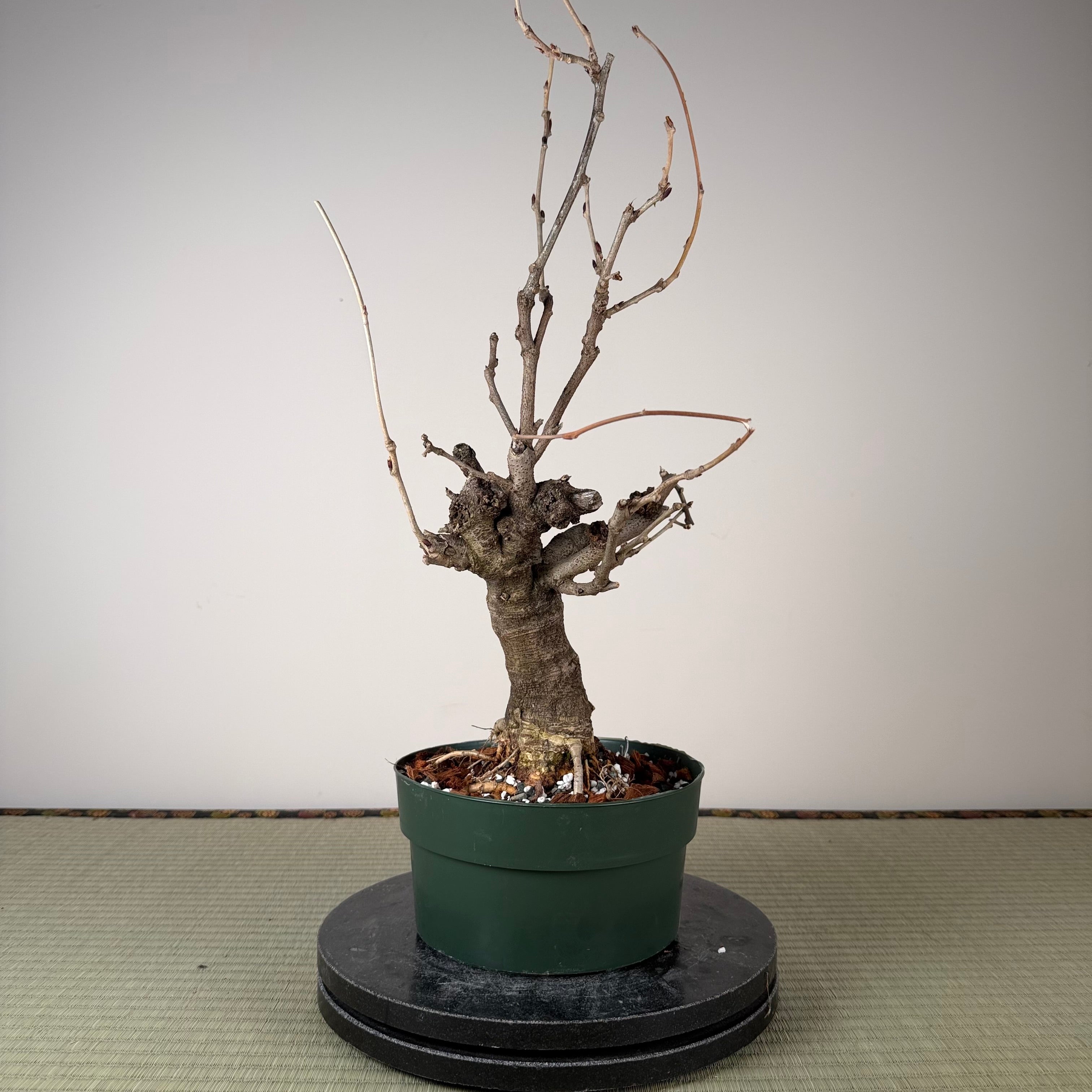Glycine floribunda
