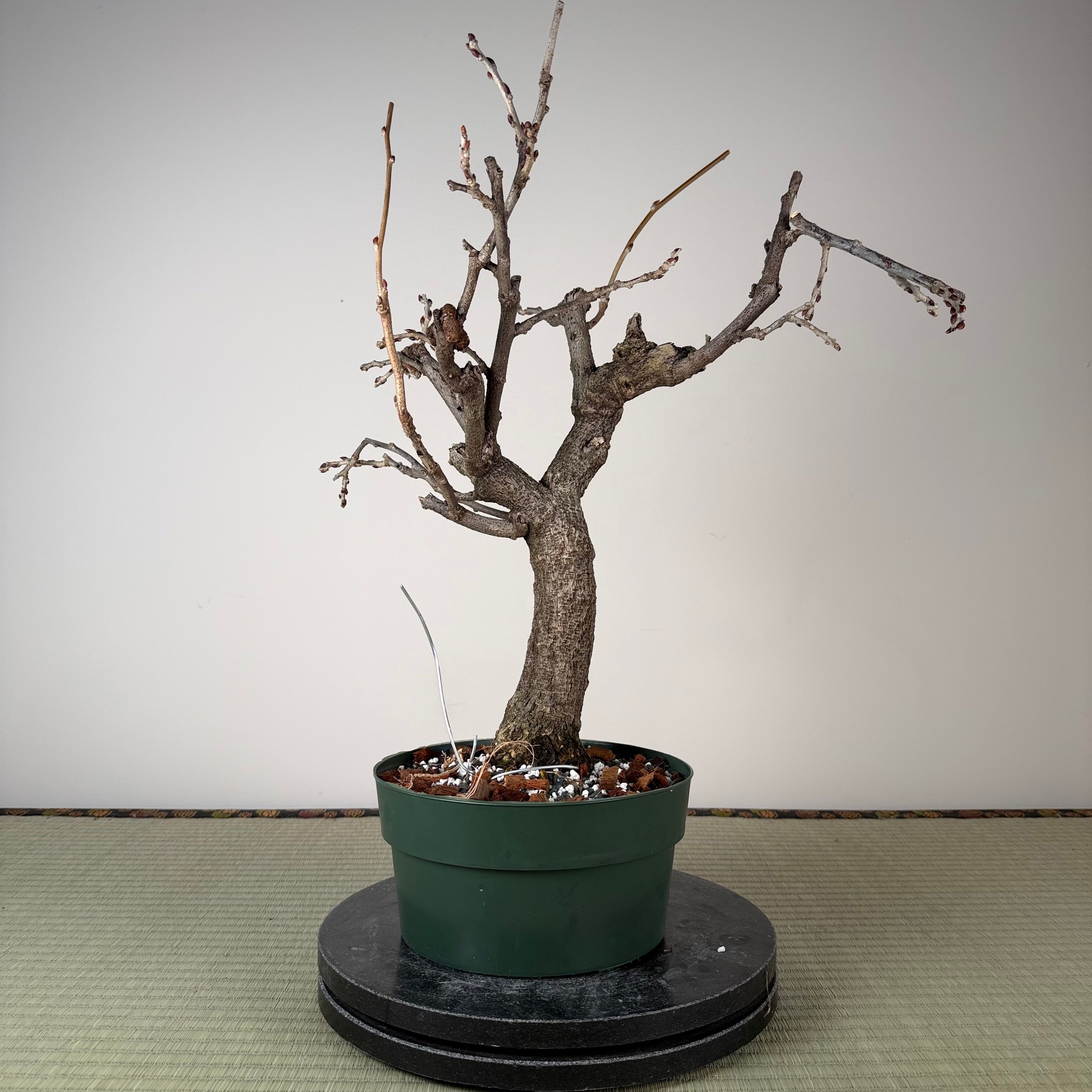 Wisteria floribunda