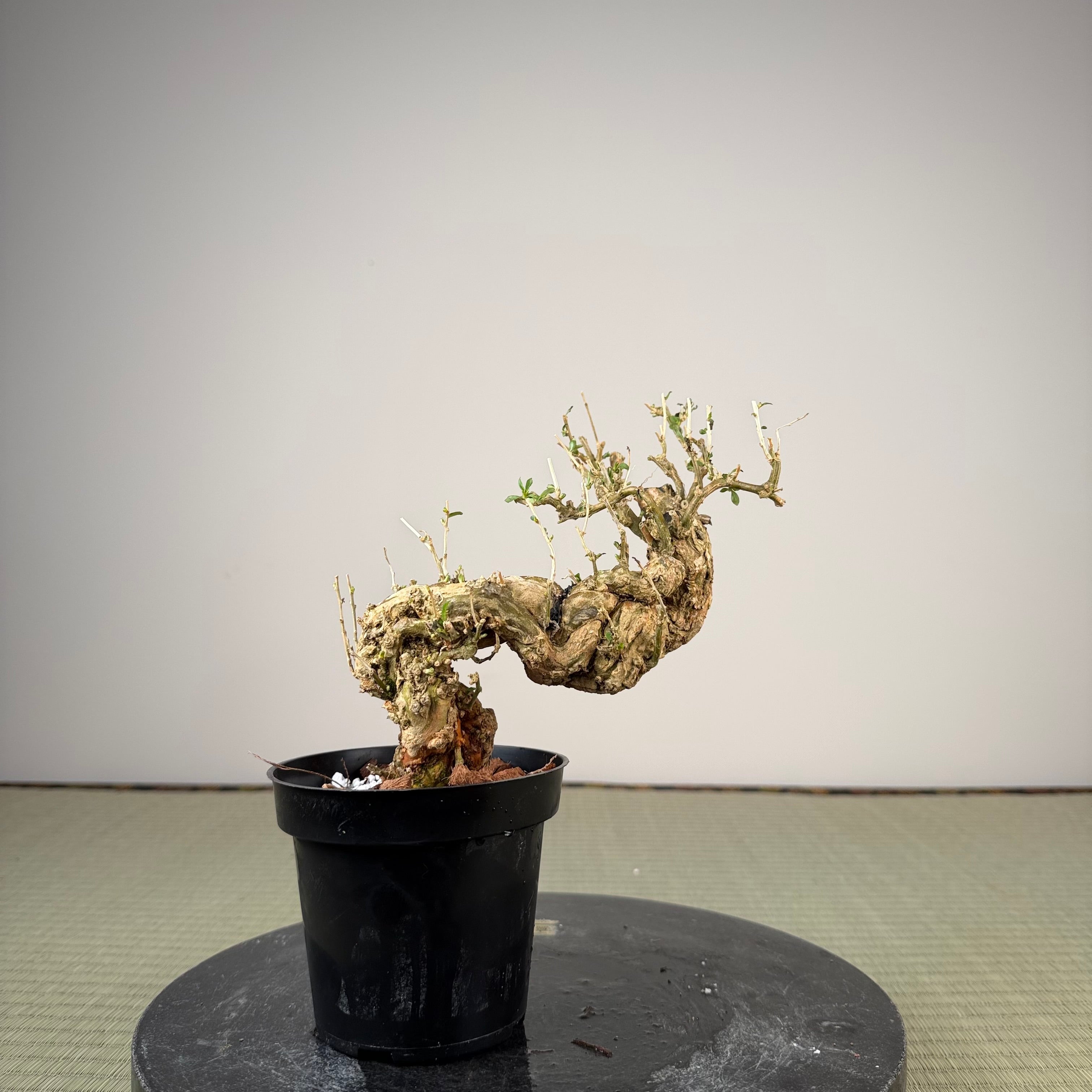 Lycium chinense (au choix du chef)