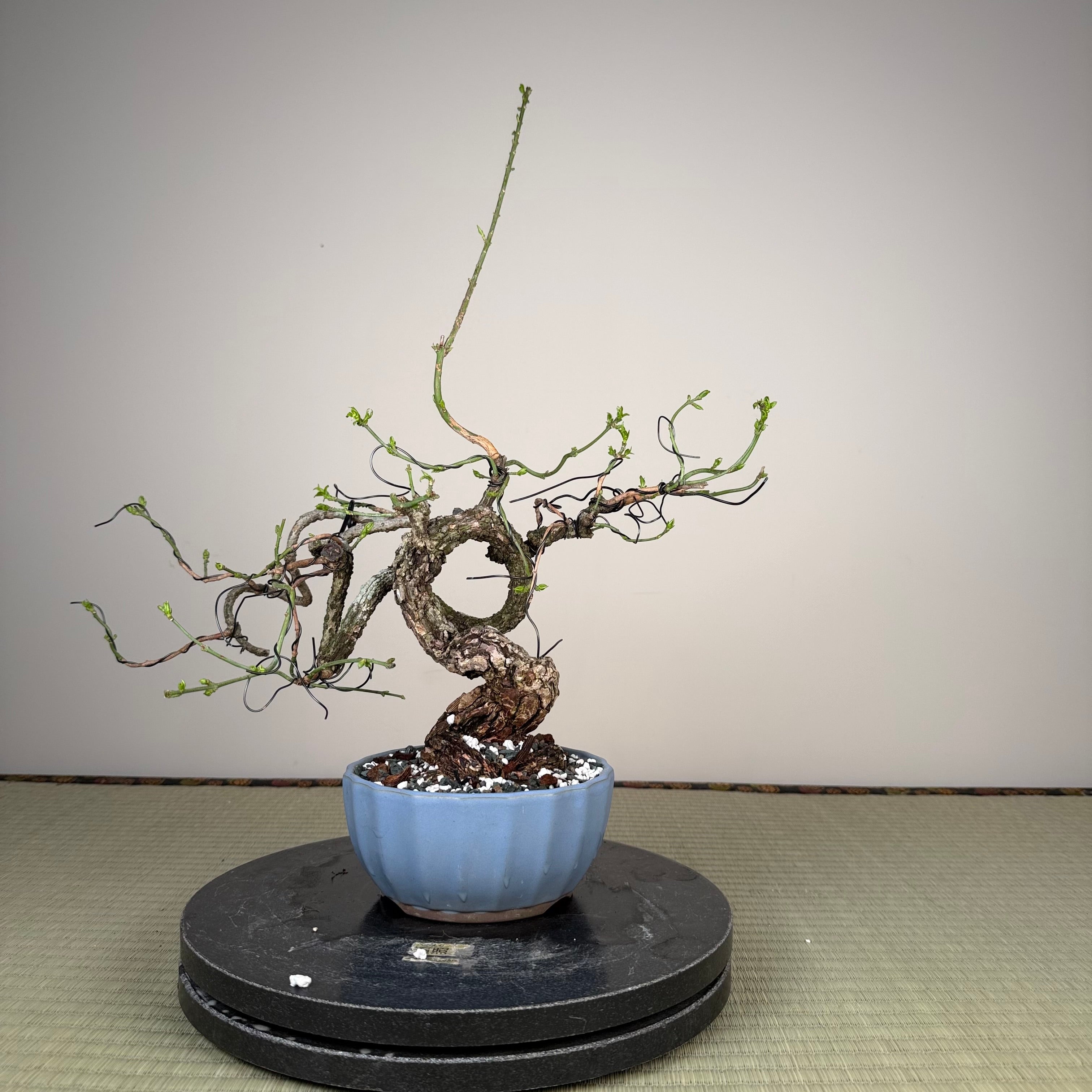 Euonymus