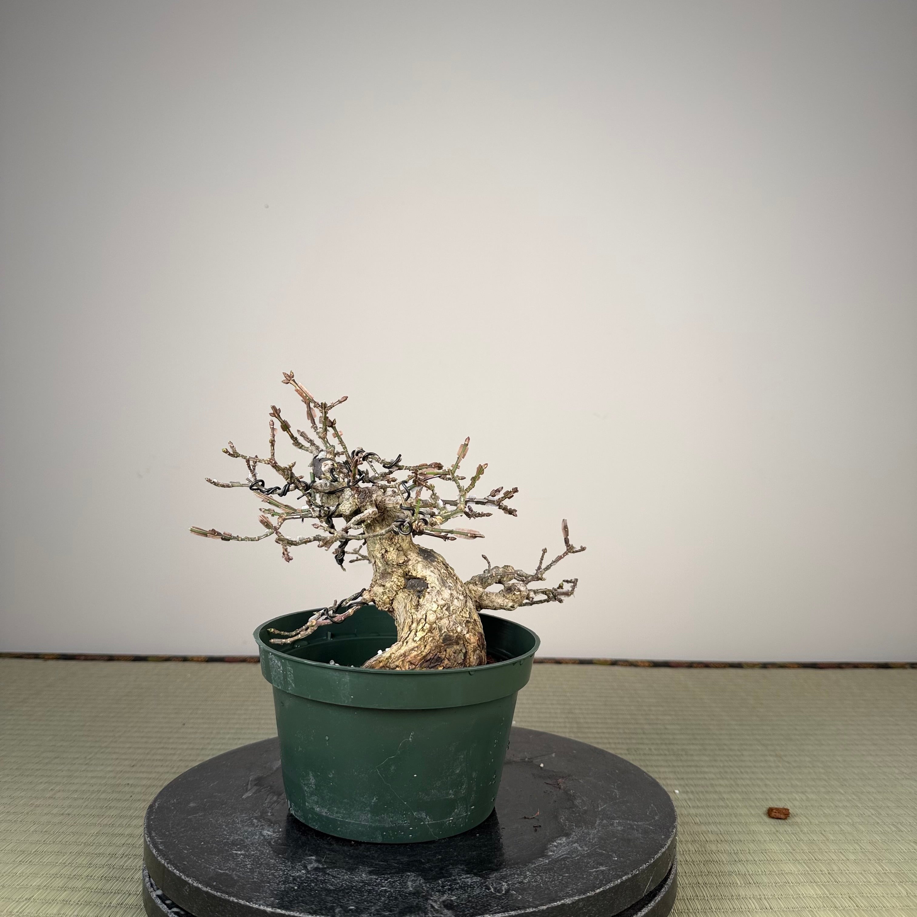 Euonymus