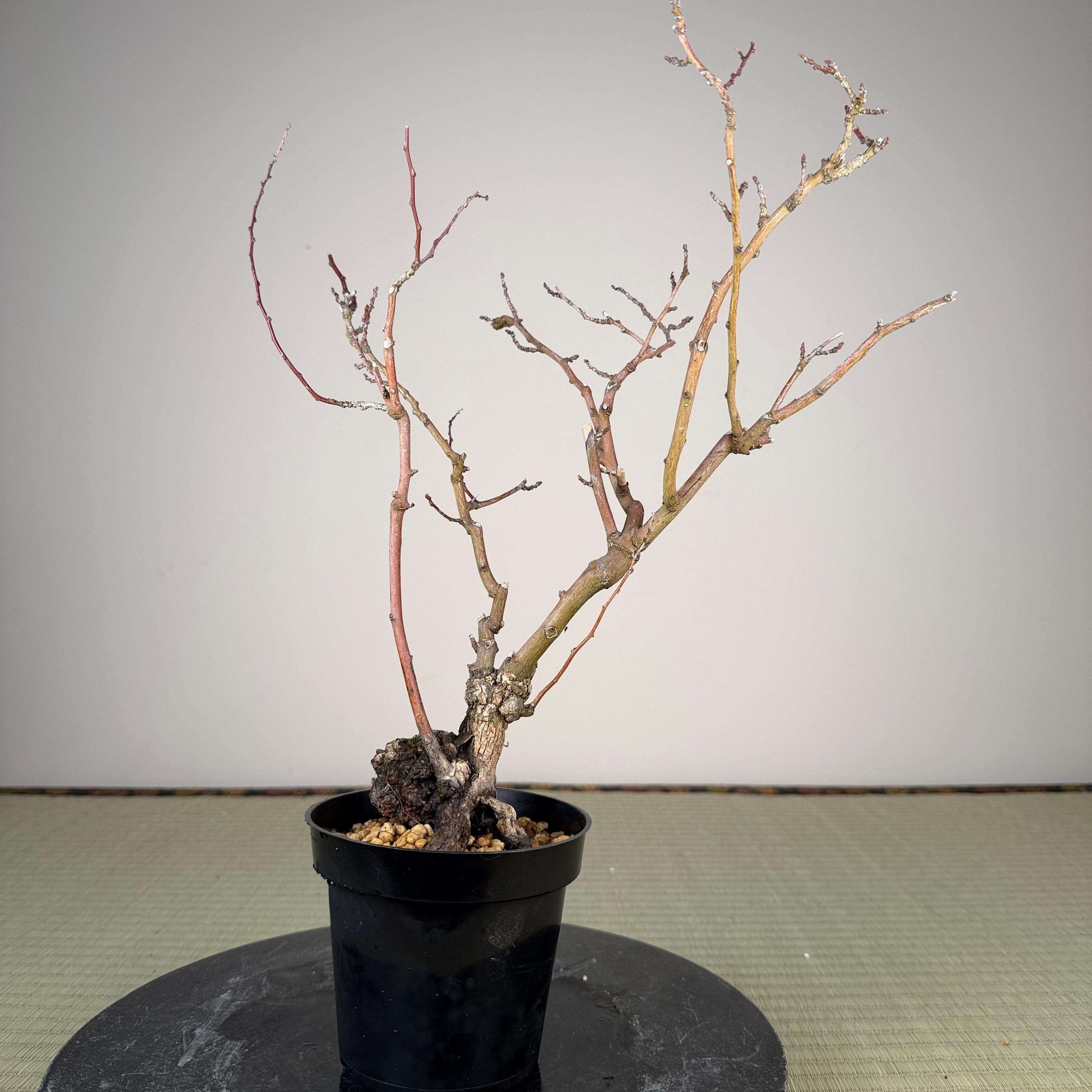 Berchemia racemosa