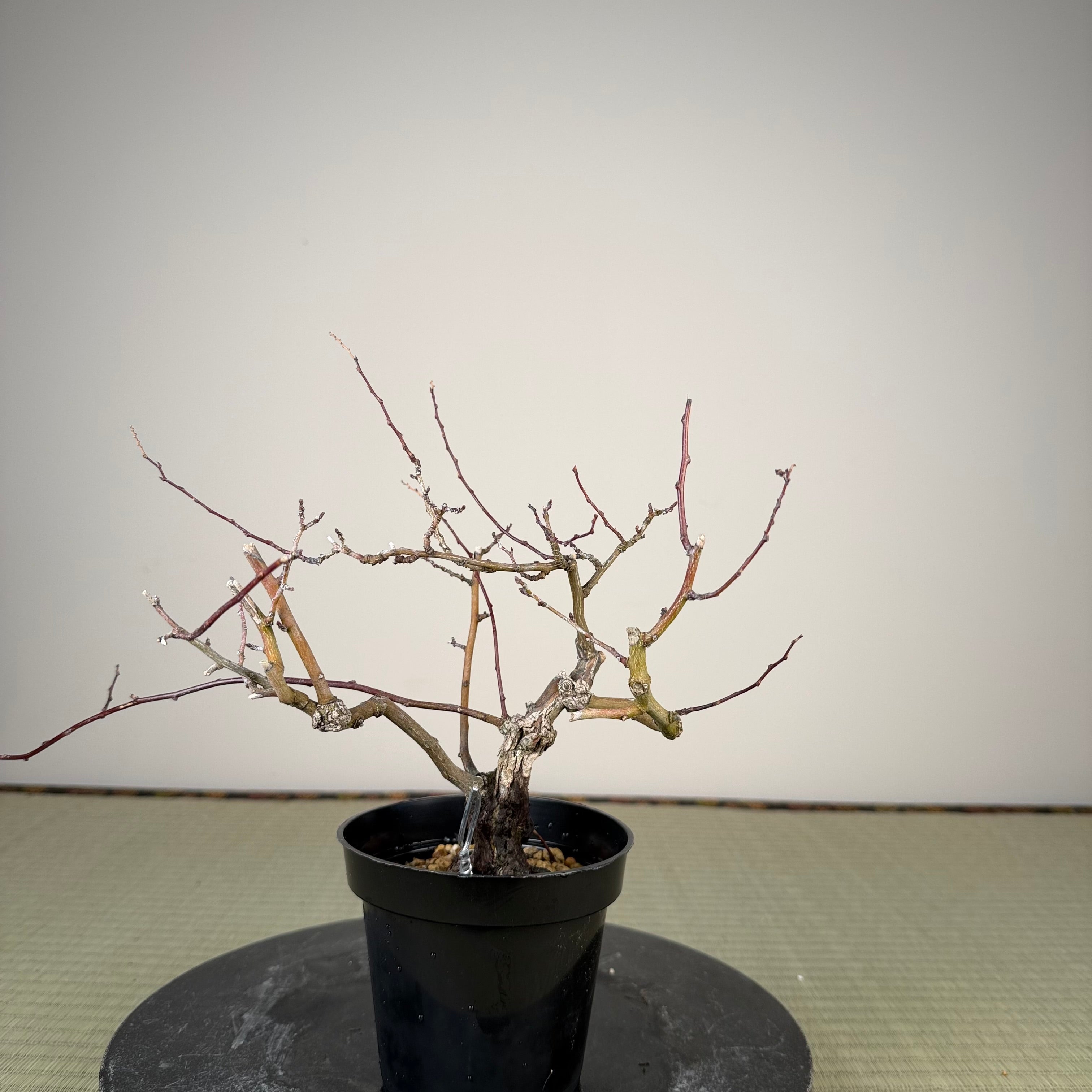 Berchemia racemosa