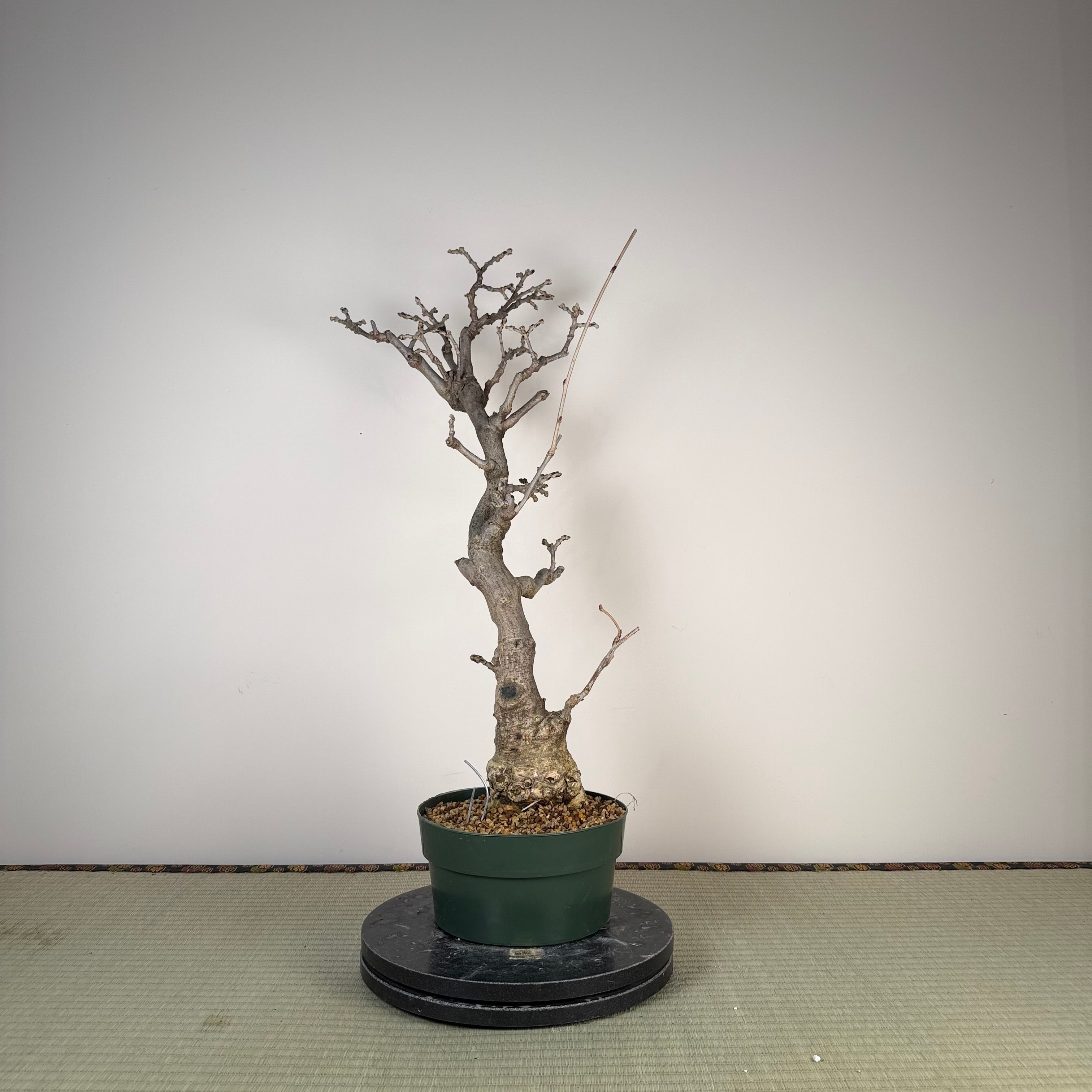 Glycine floribunda
