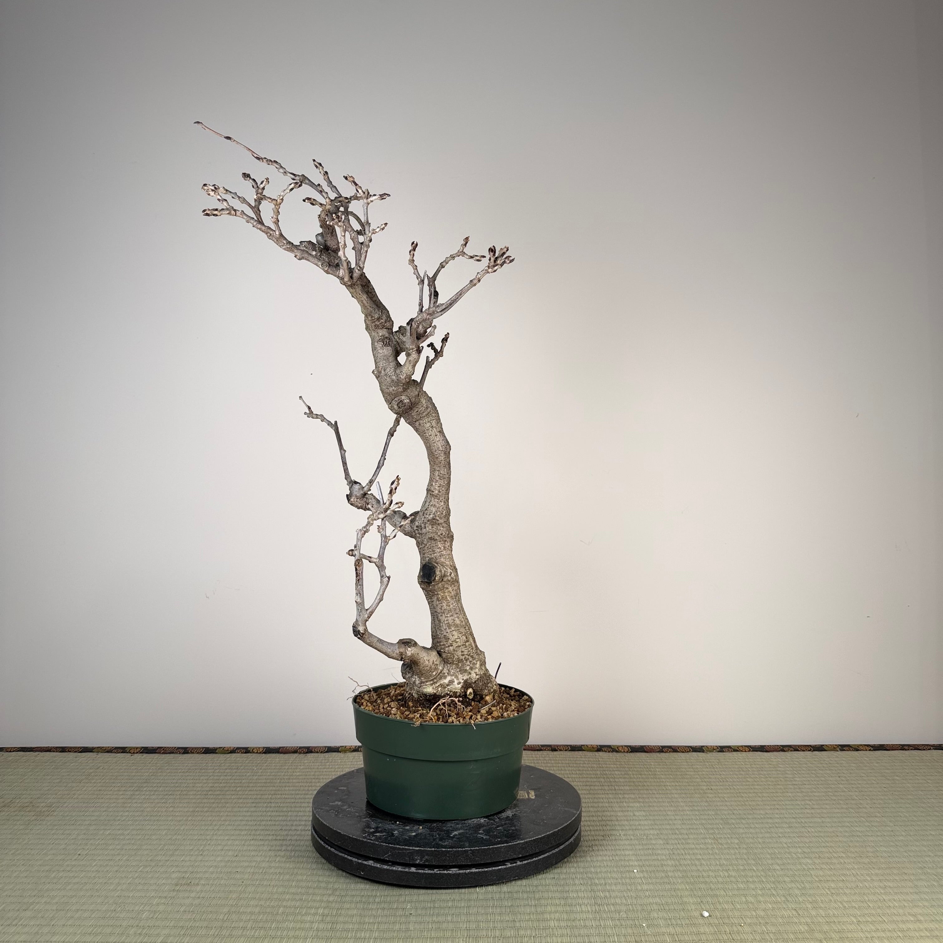 Glycine floribunda