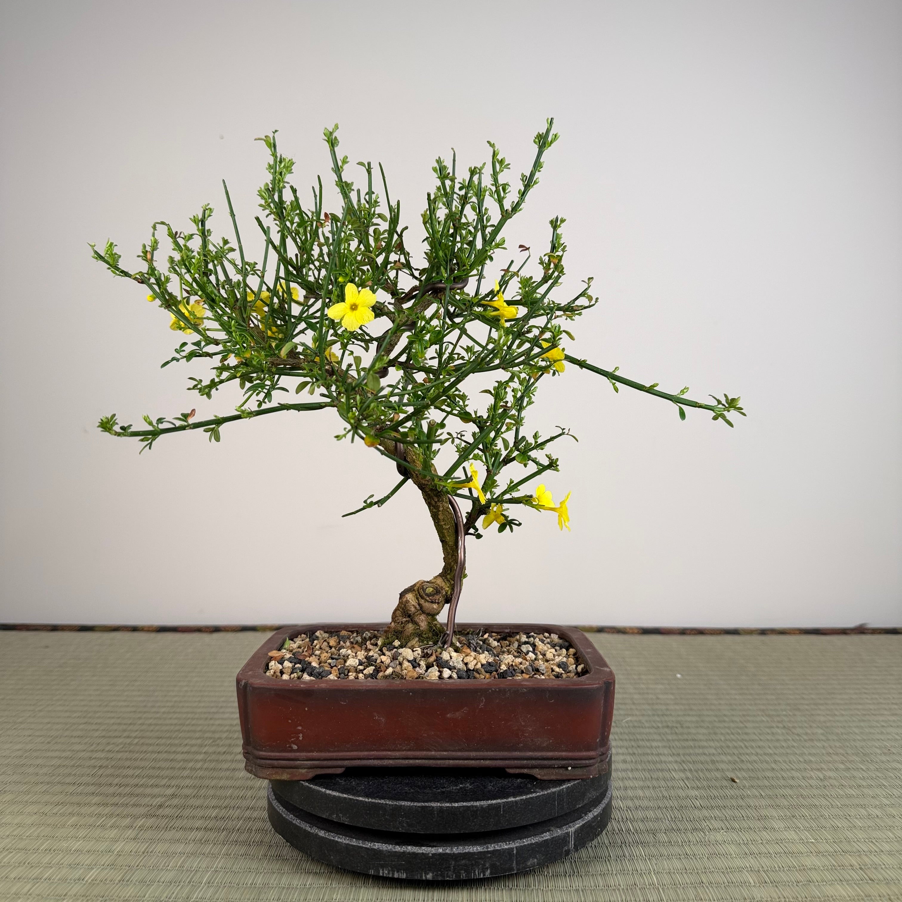 Jasminum nudiflorum