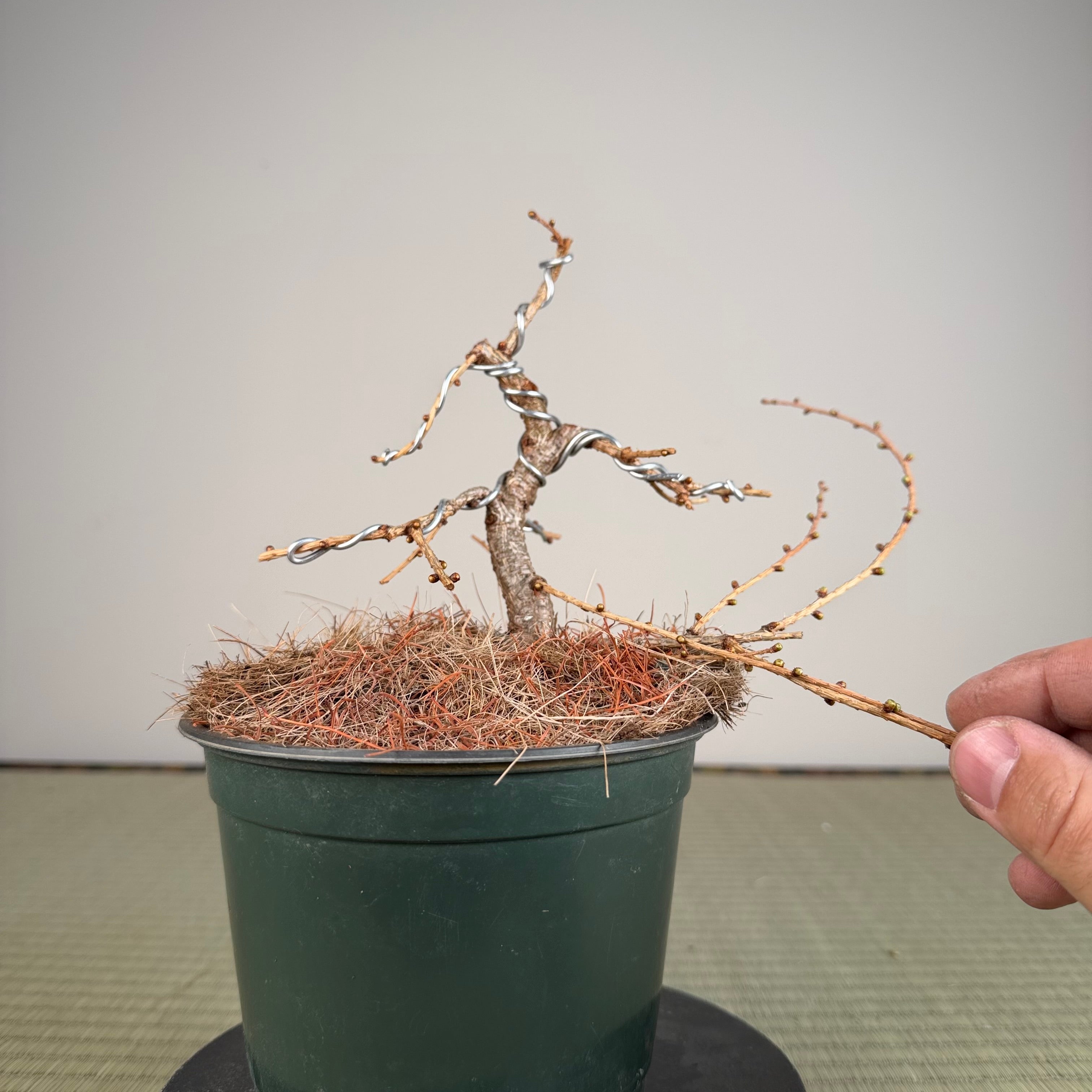 Larix leptolepsis