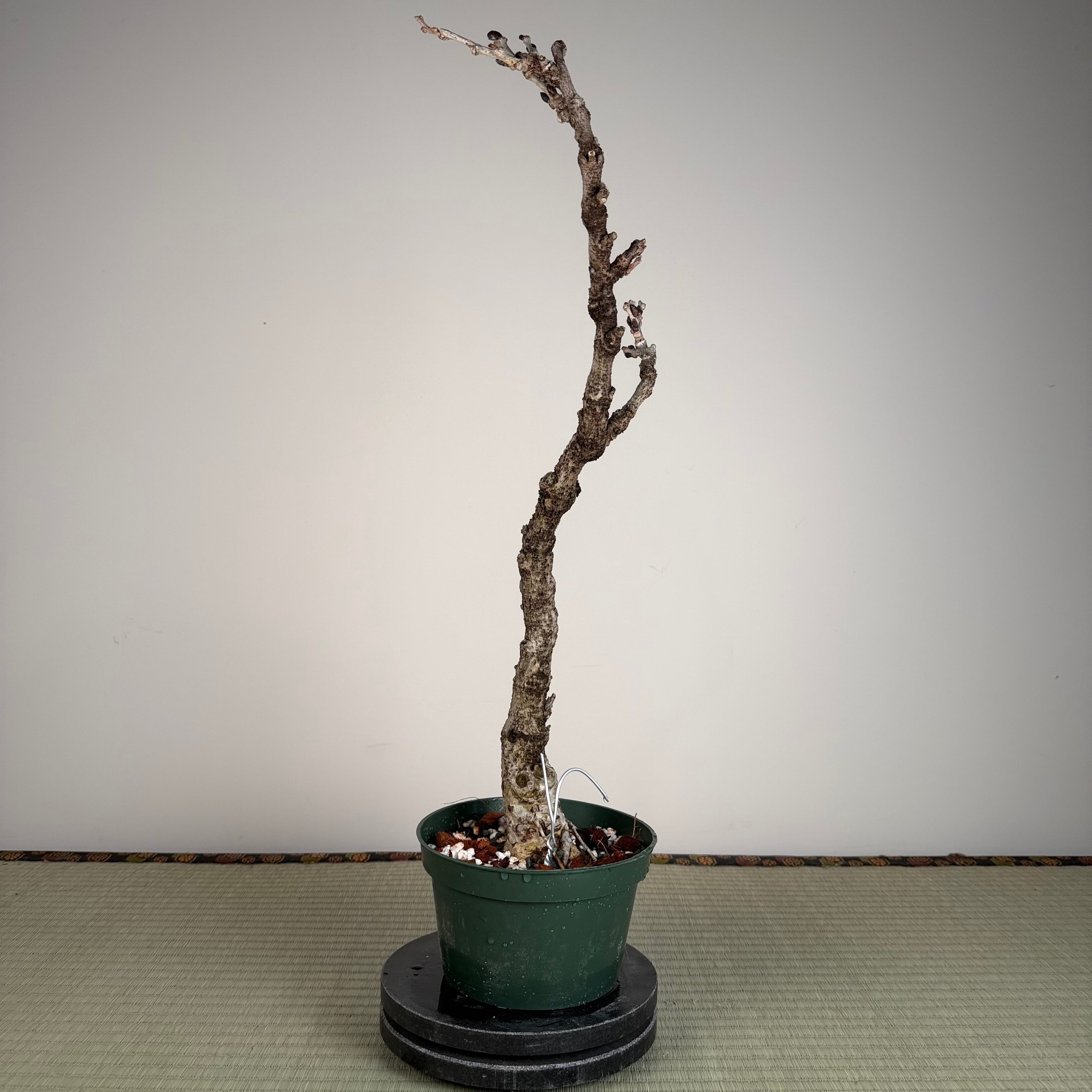 Glycine floribunda