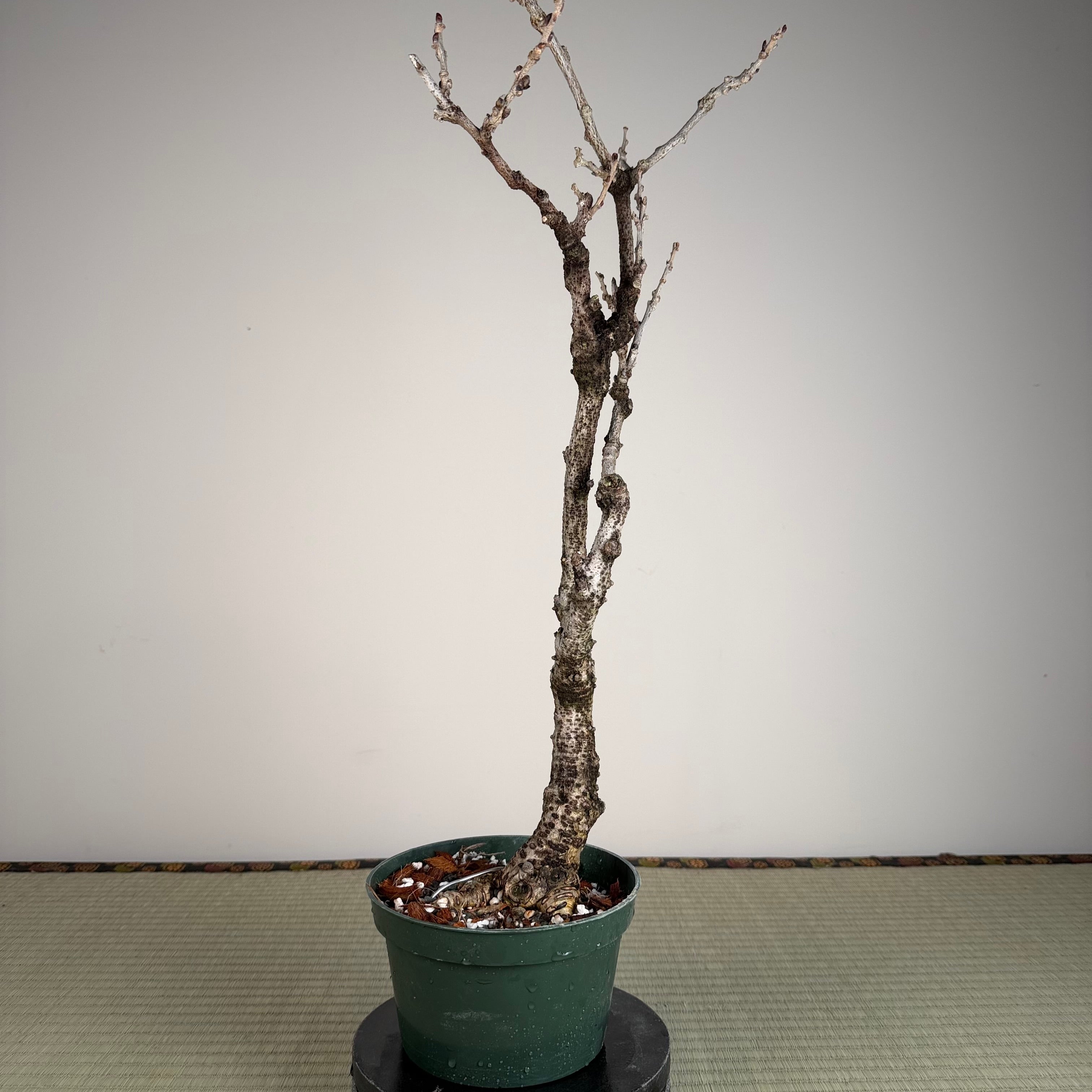 Glycine floribunda