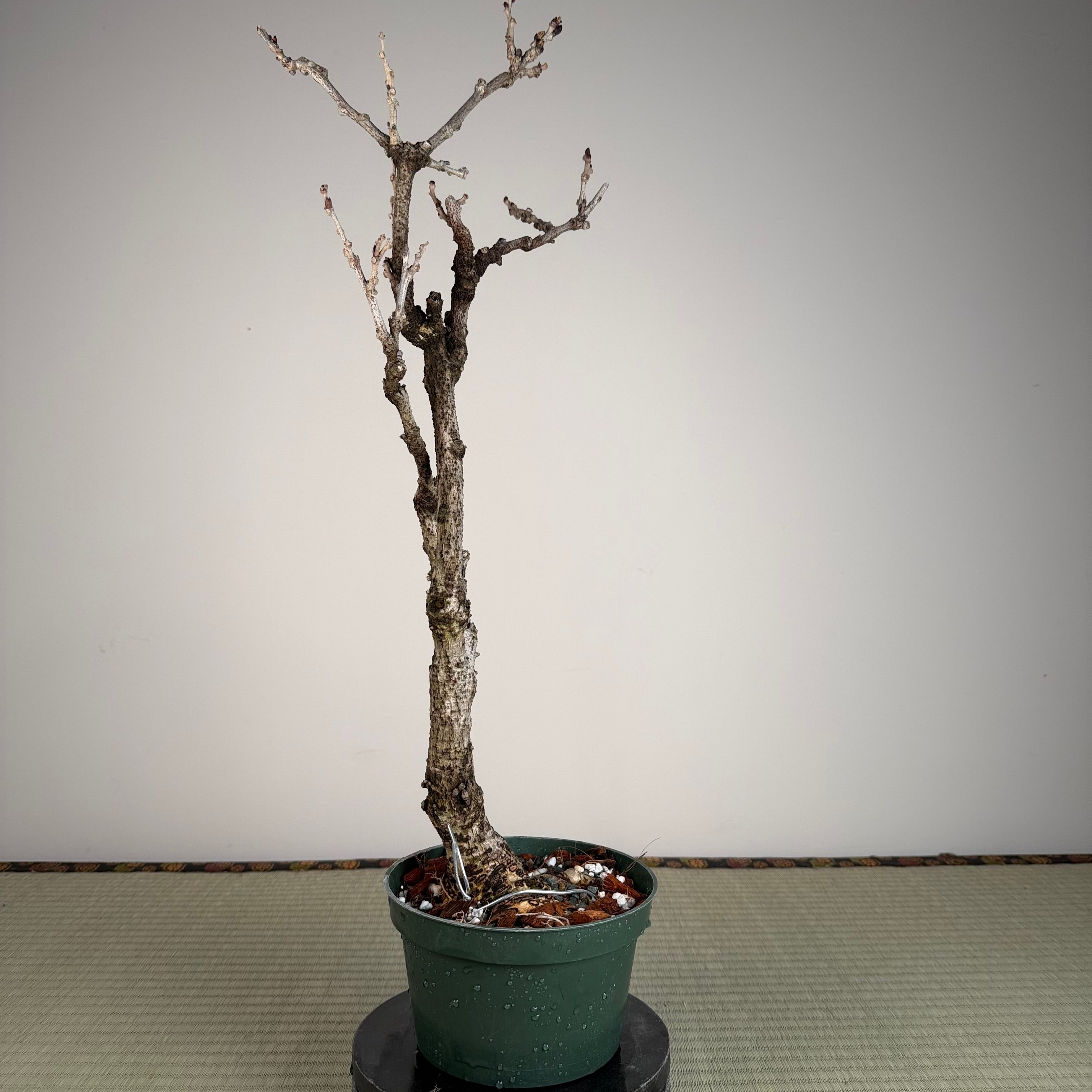 Glycine floribunda