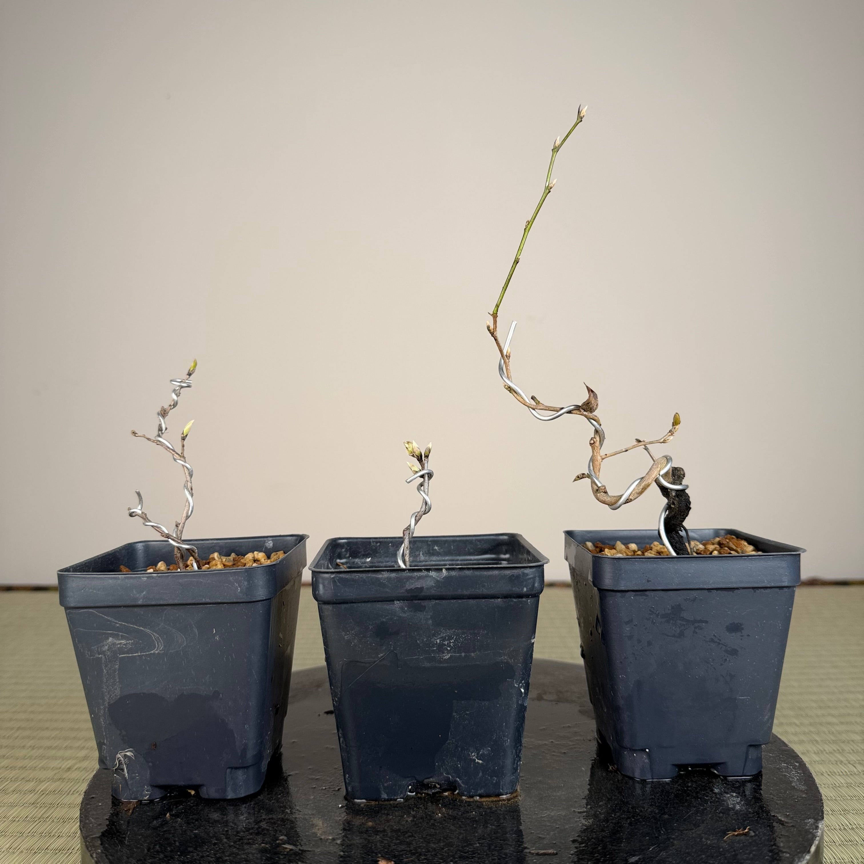 Diospyros rhombifolia (bouture de racine) « Kokuhou »