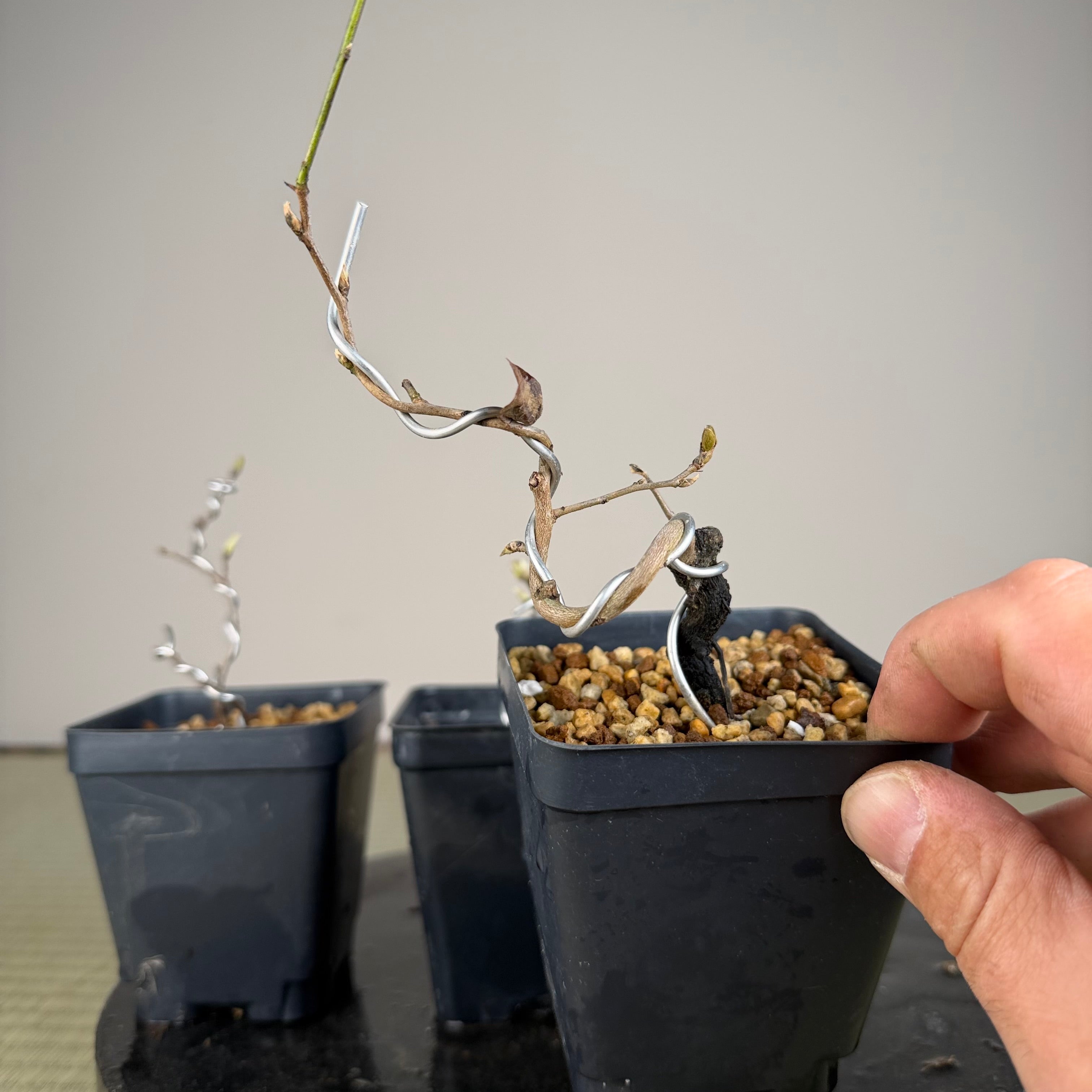 Diospyros rhombifolia (bouture de racine) « Kokuhou »