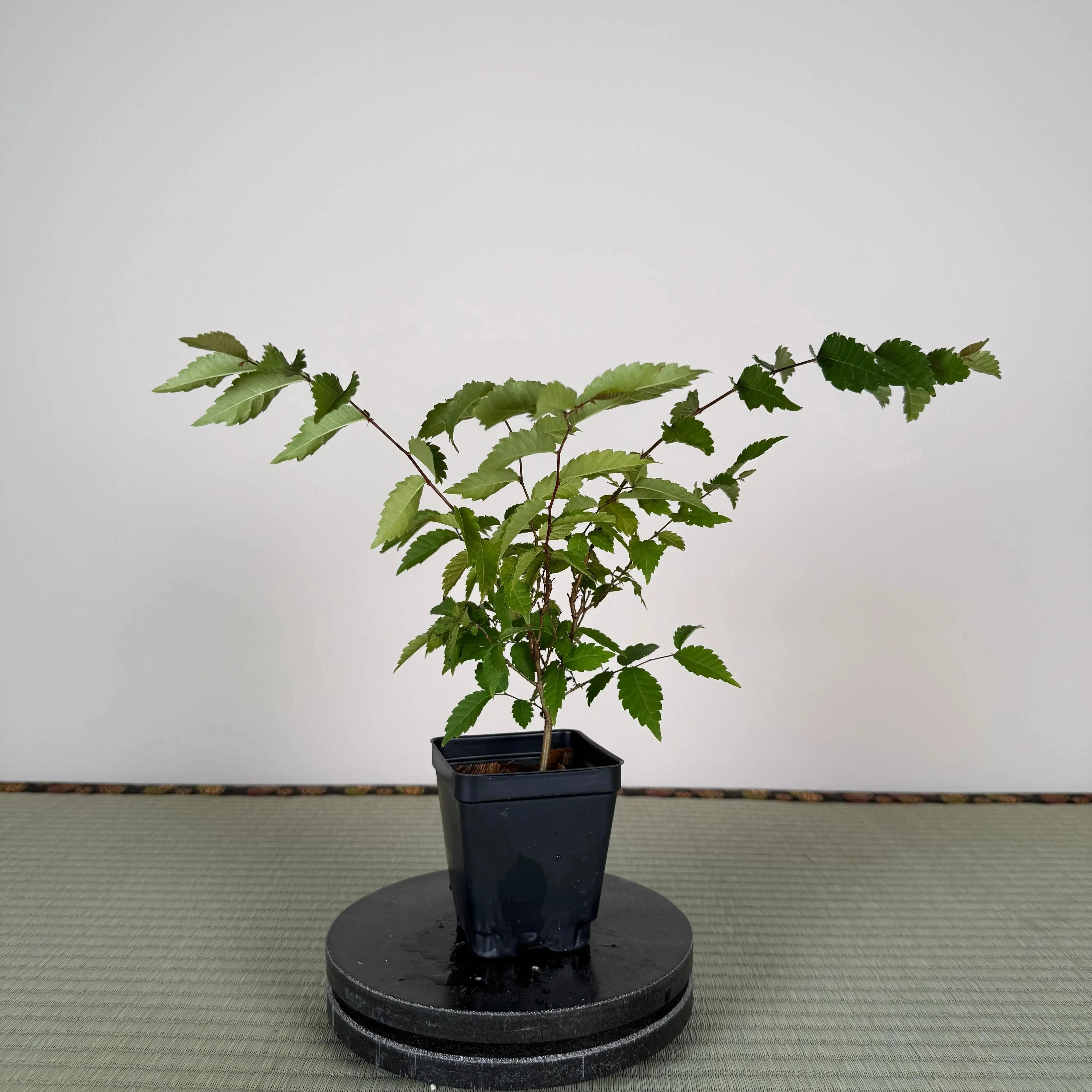 Base Kit with Outdoor Bonsai Canada Bonsai