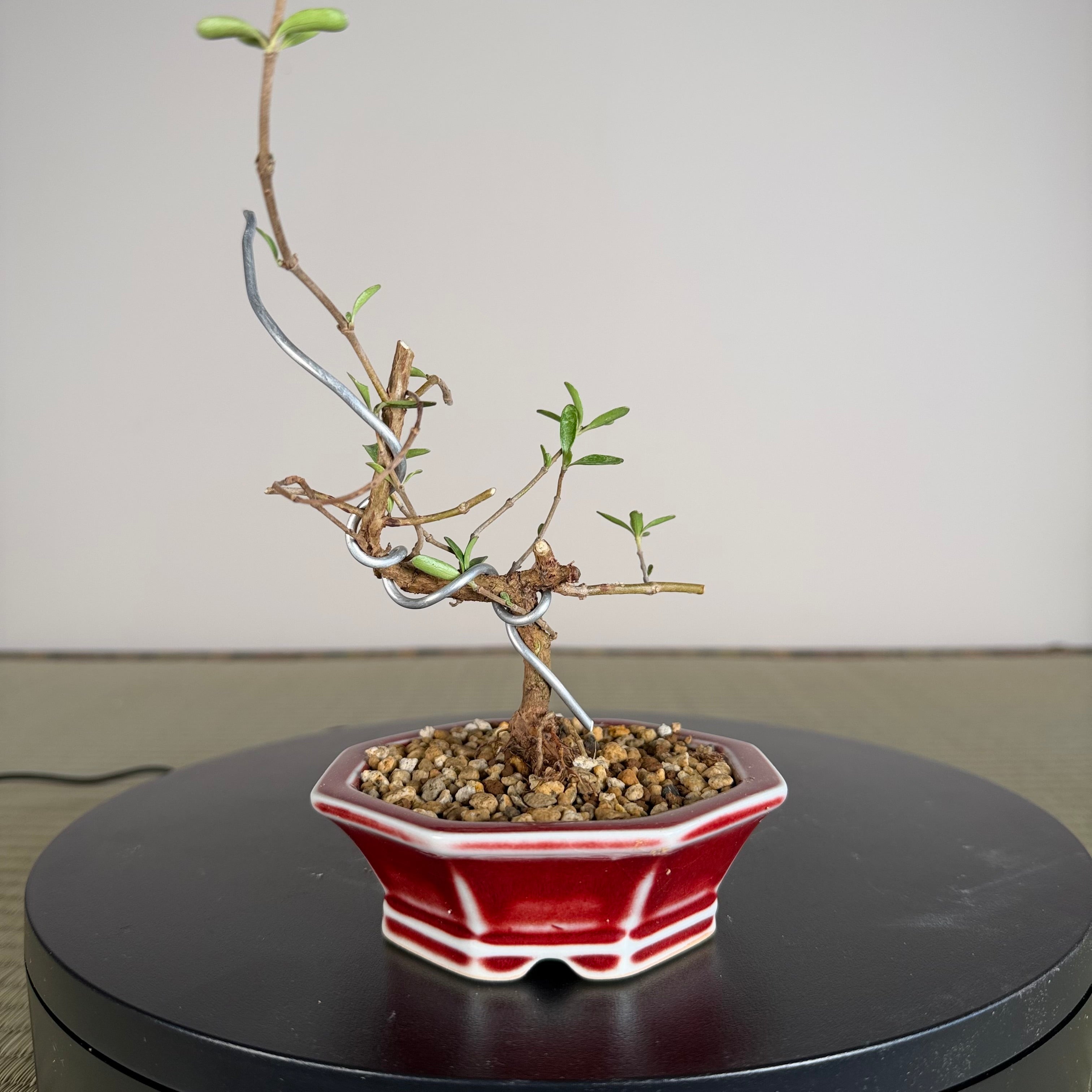 Mirror Bush