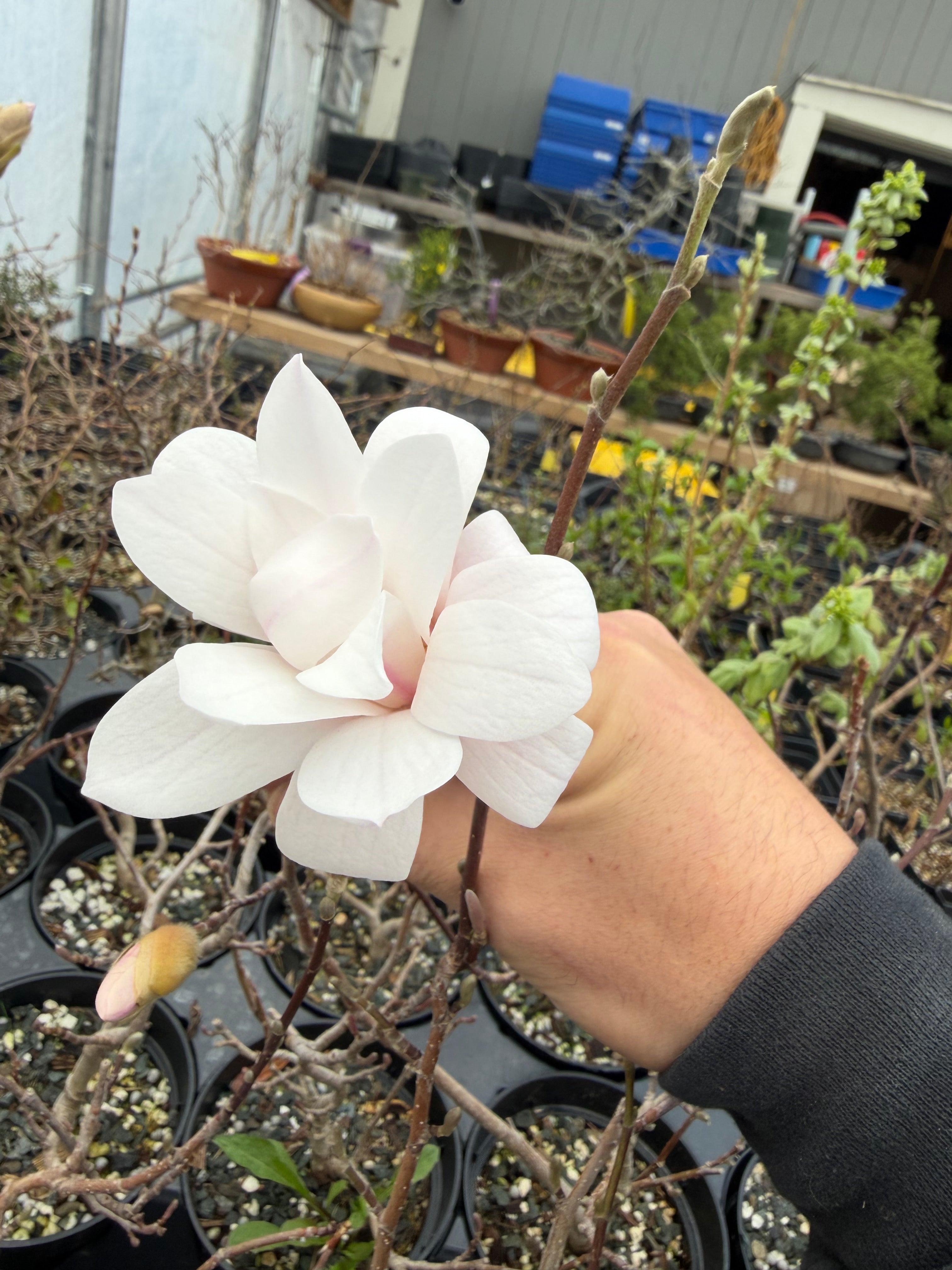 Magnolia (fleur blanche/rose)