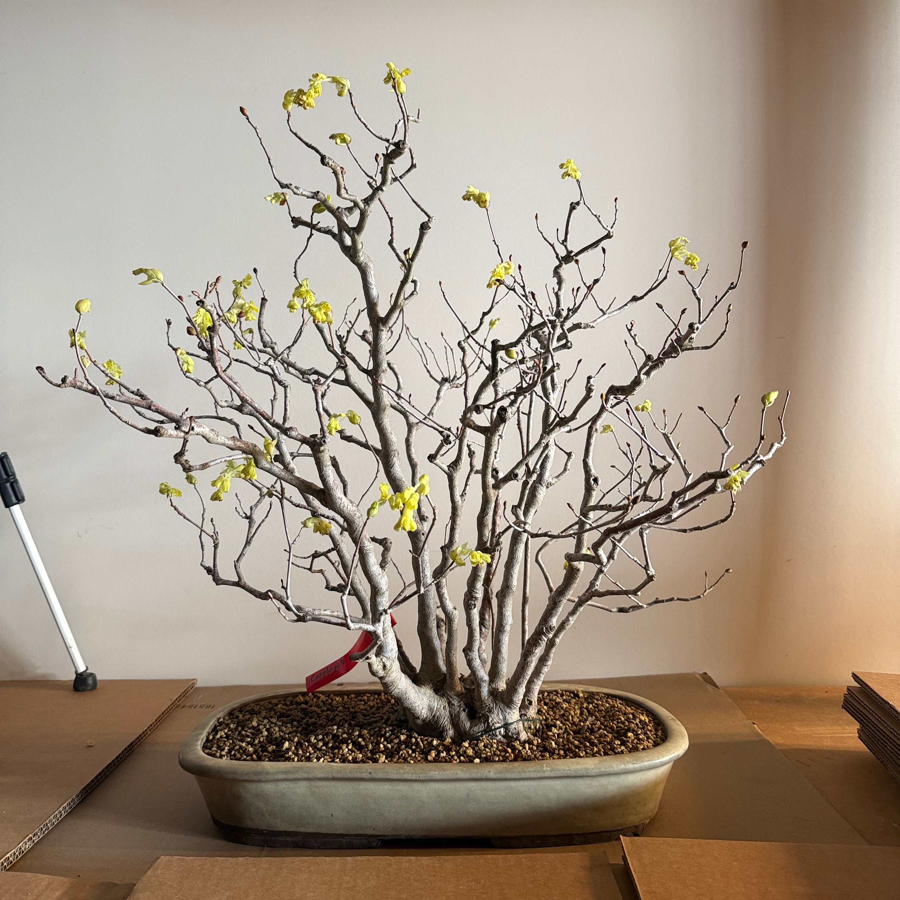 Corylopsis spicata