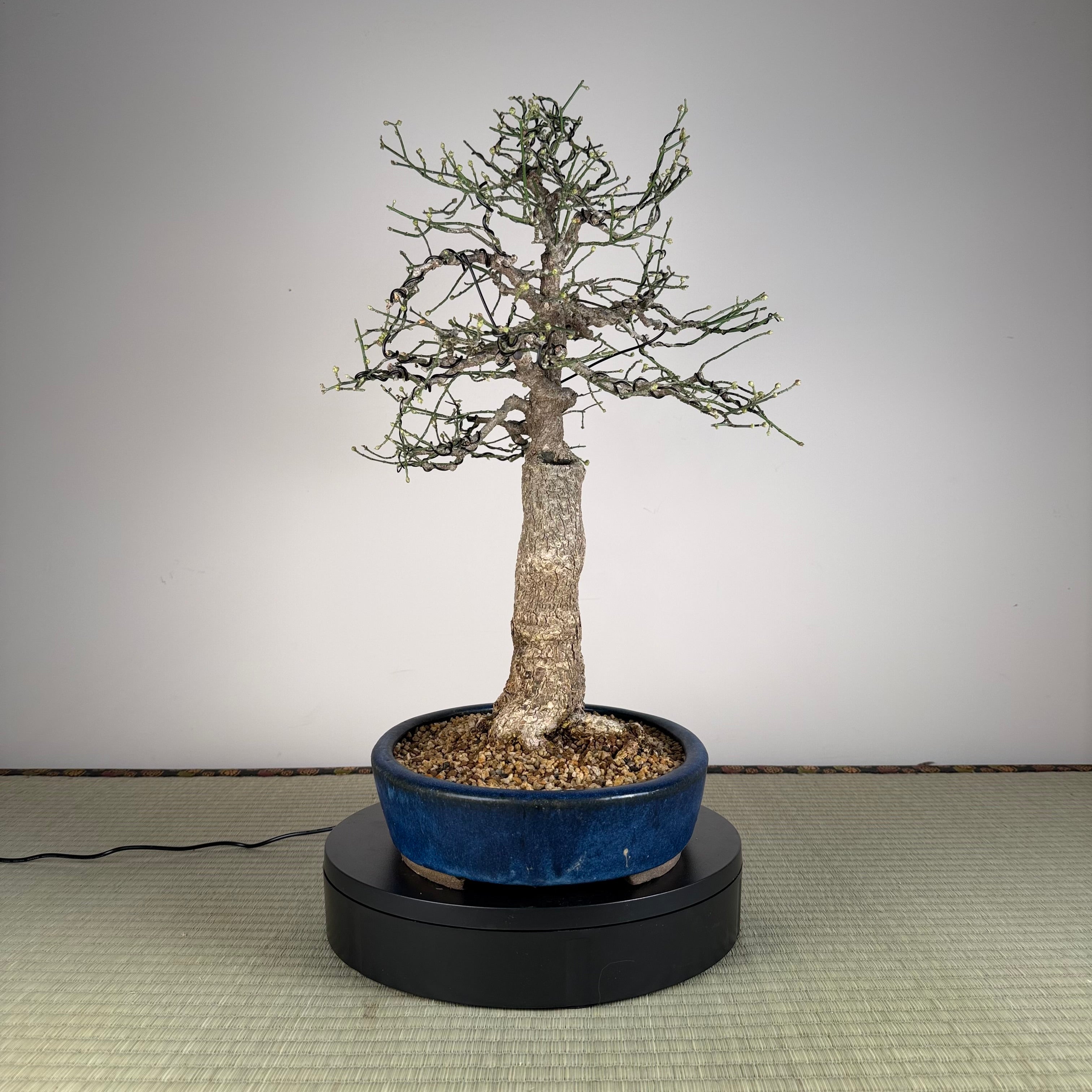 Euonymus