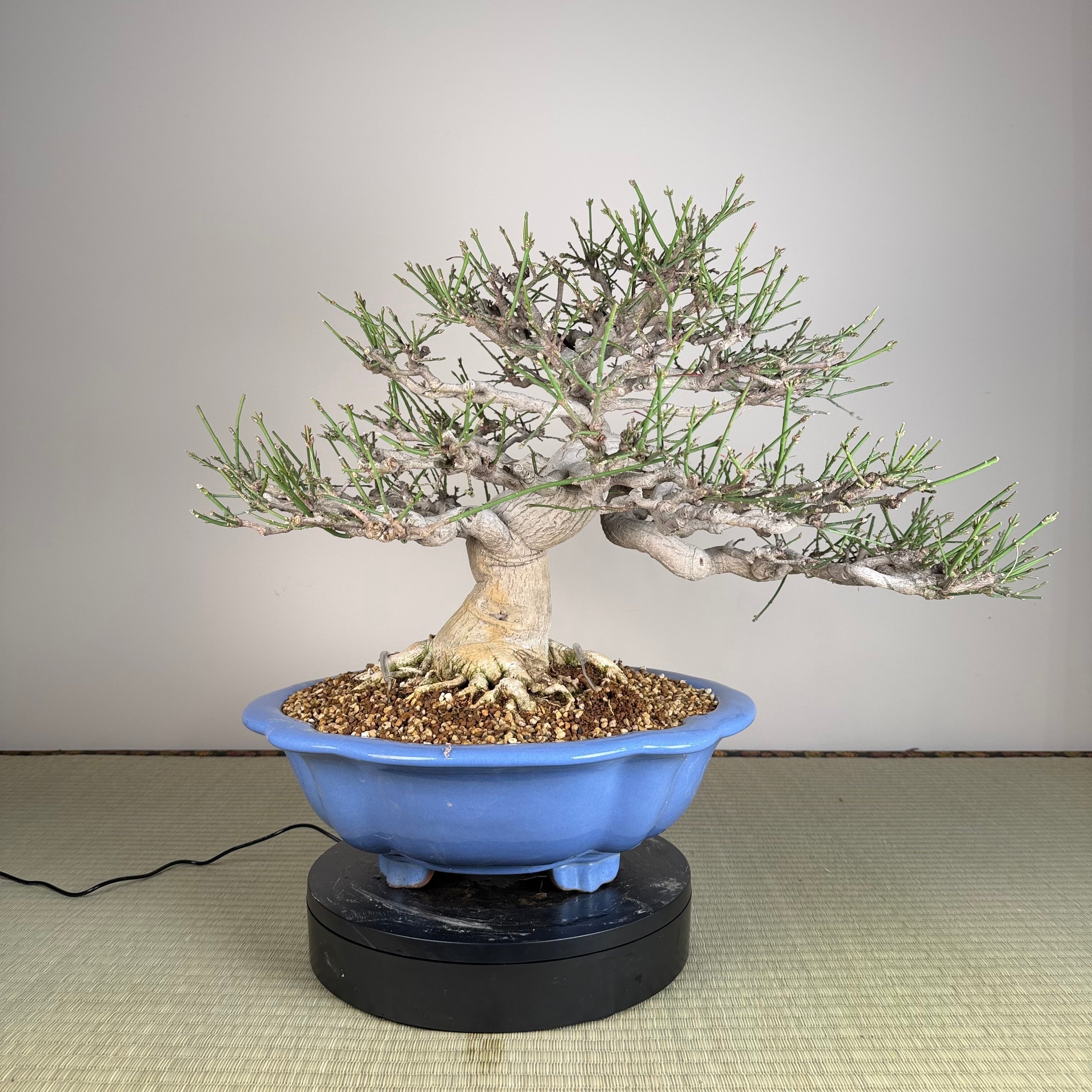 Euonymus