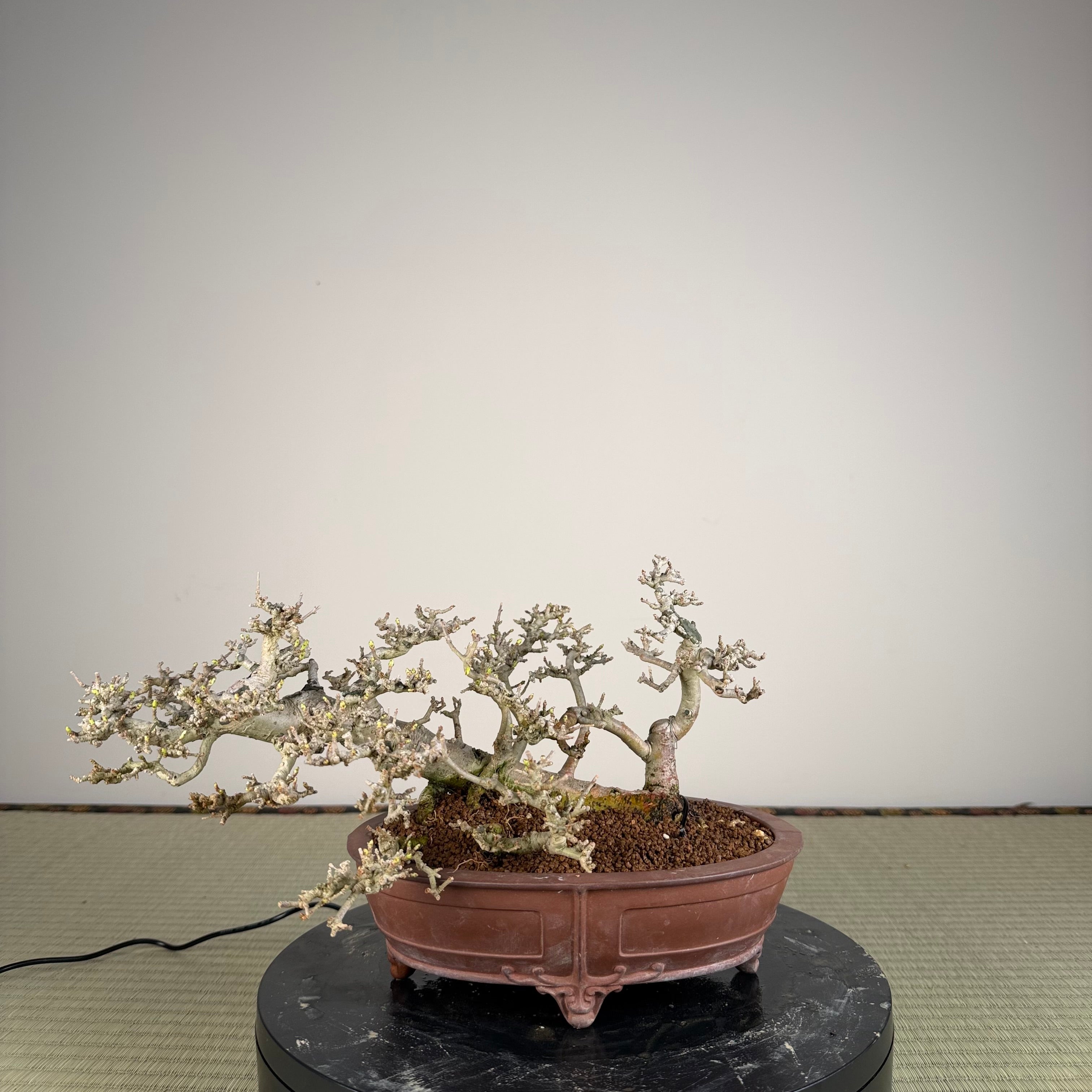 Ligustrum Arakawa *Voir note*