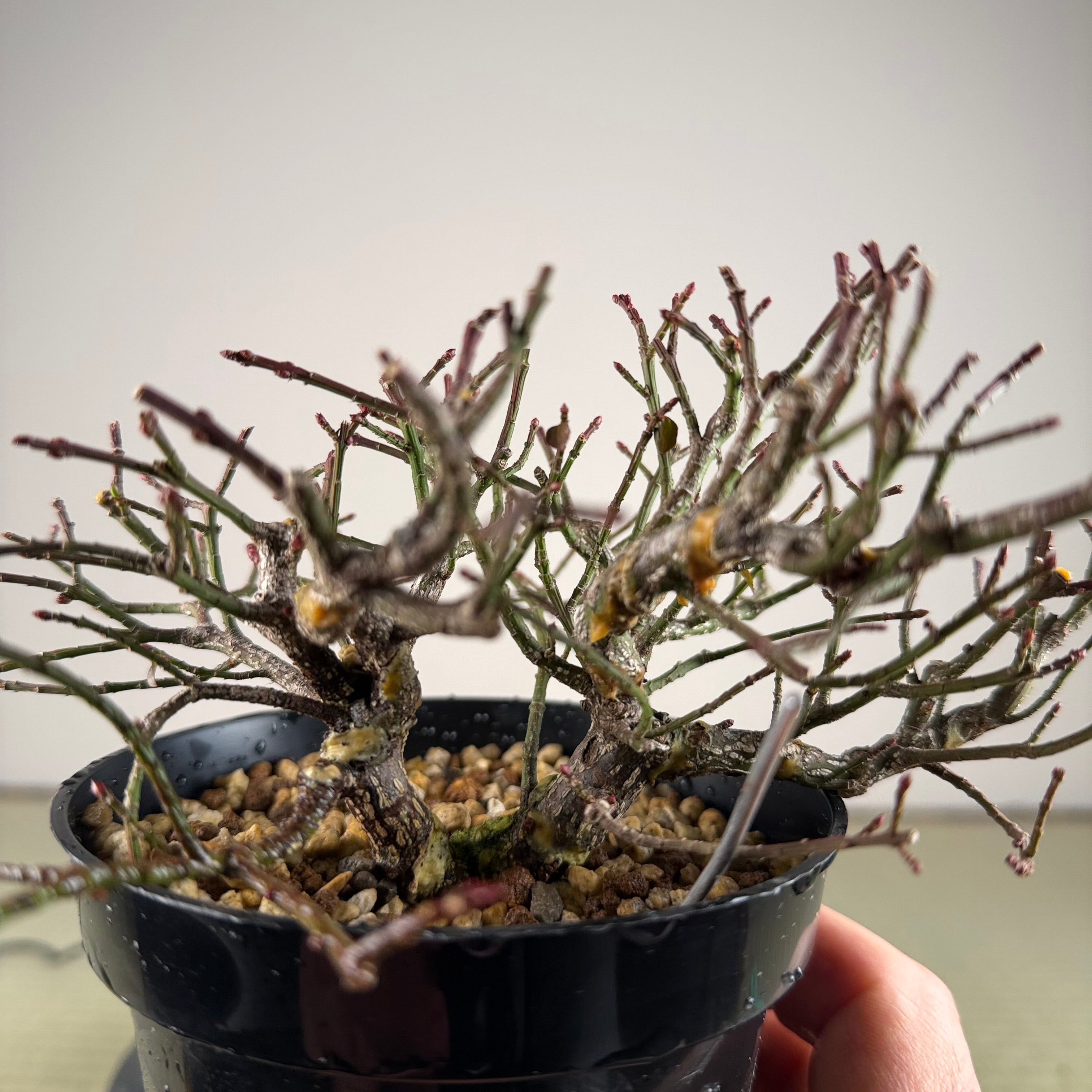 Euonymus