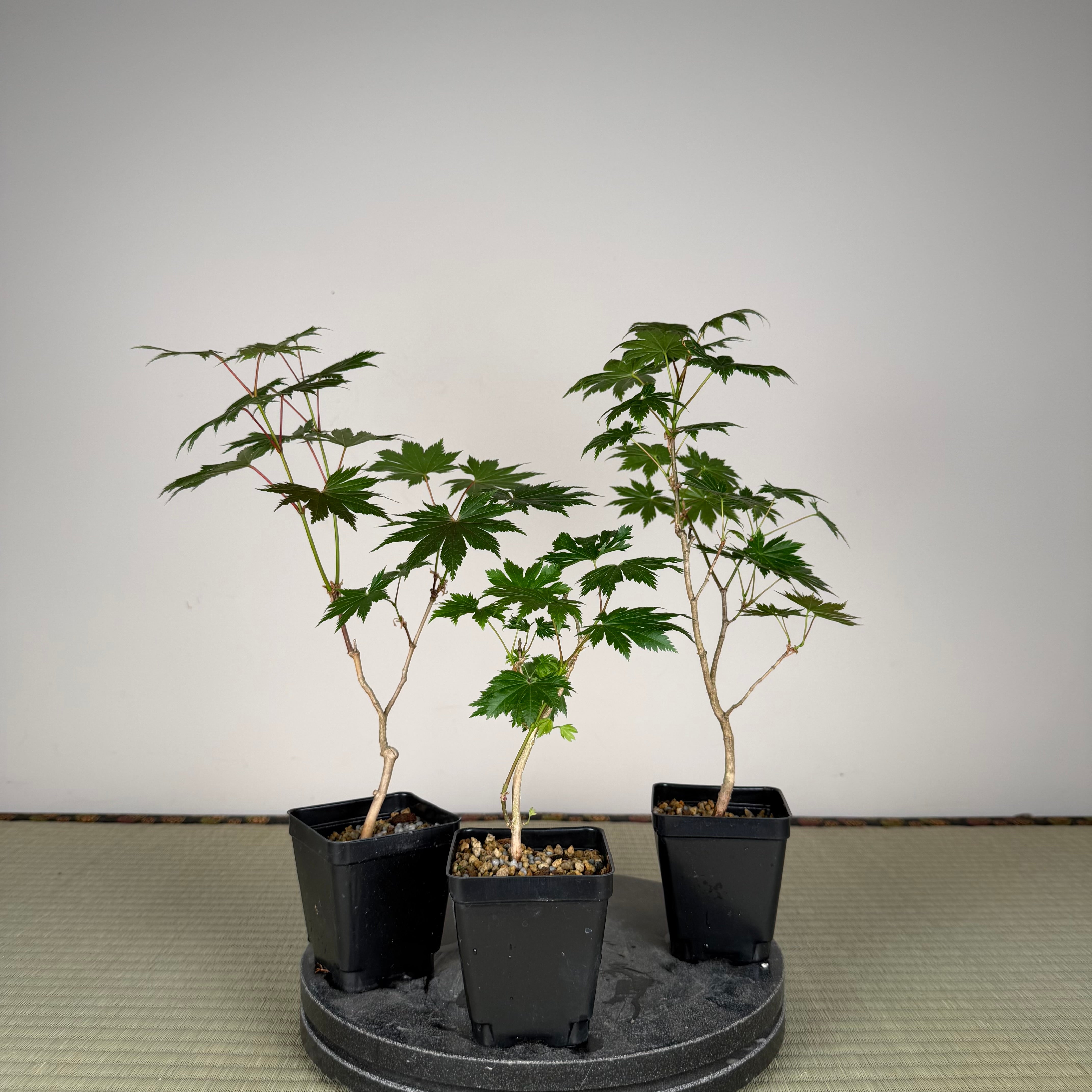 Acer tenuifolium 'Kohauchiwa' (3 unités)
