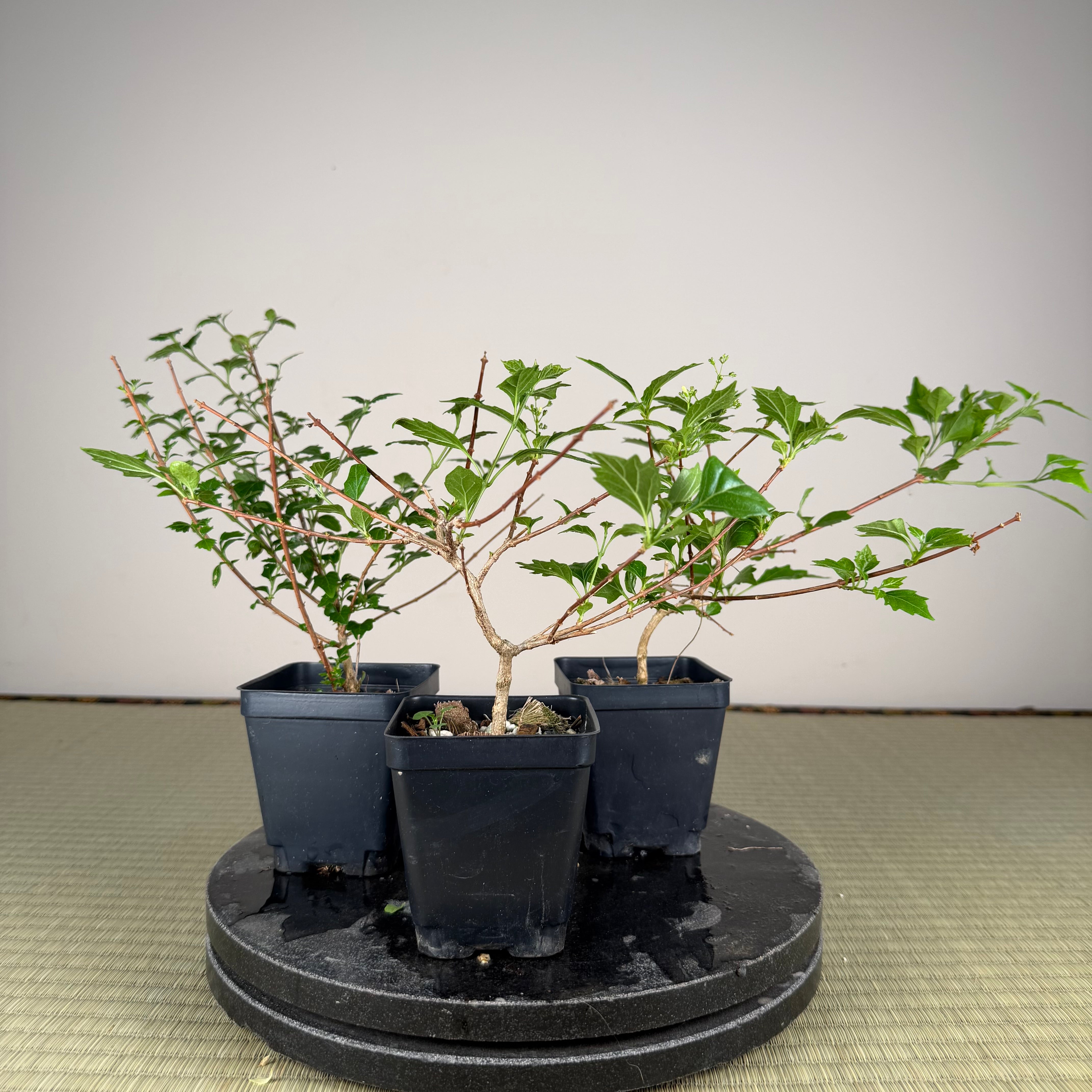 Premna japonica (boutures racinées)