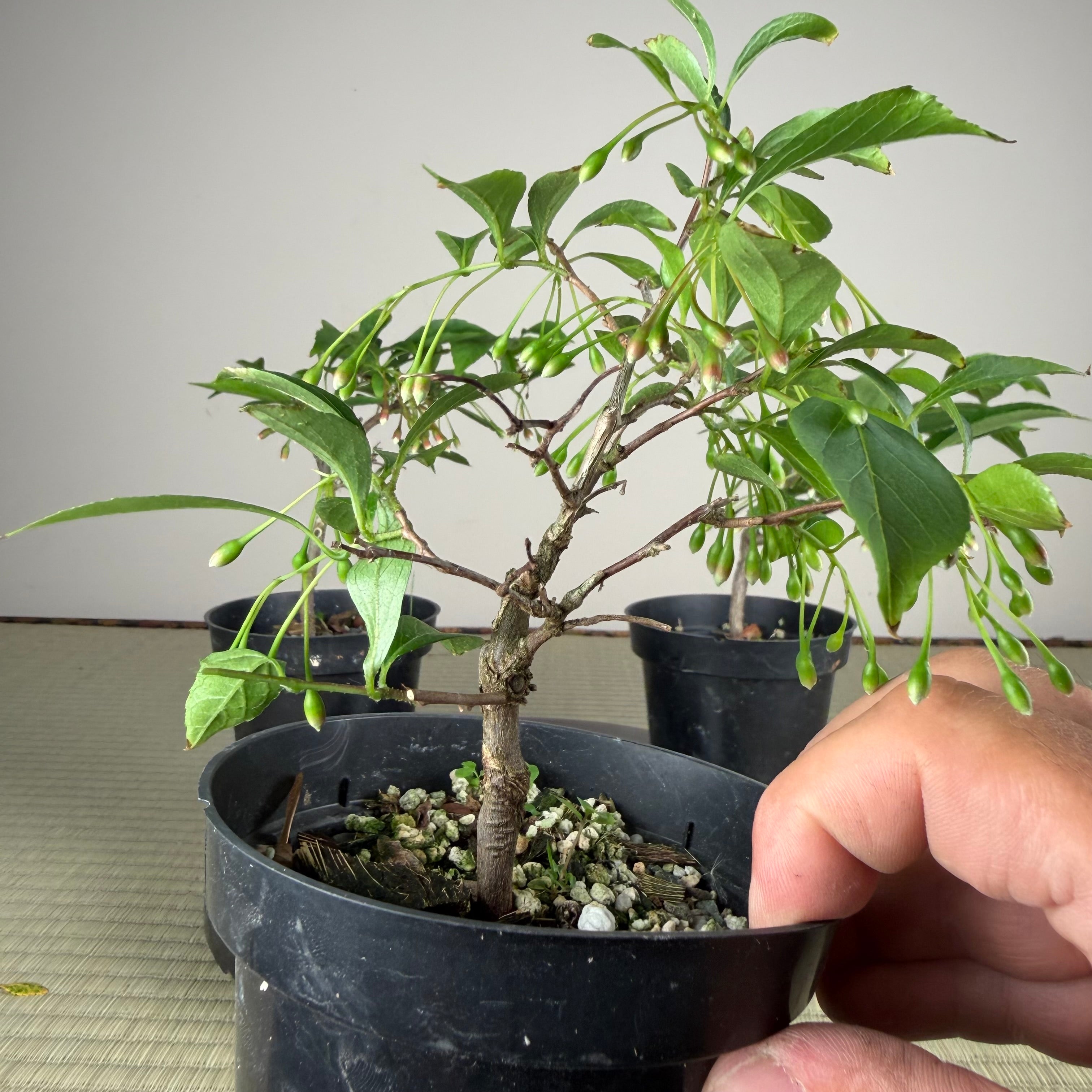 Styrax japonicus (fleur rouge)