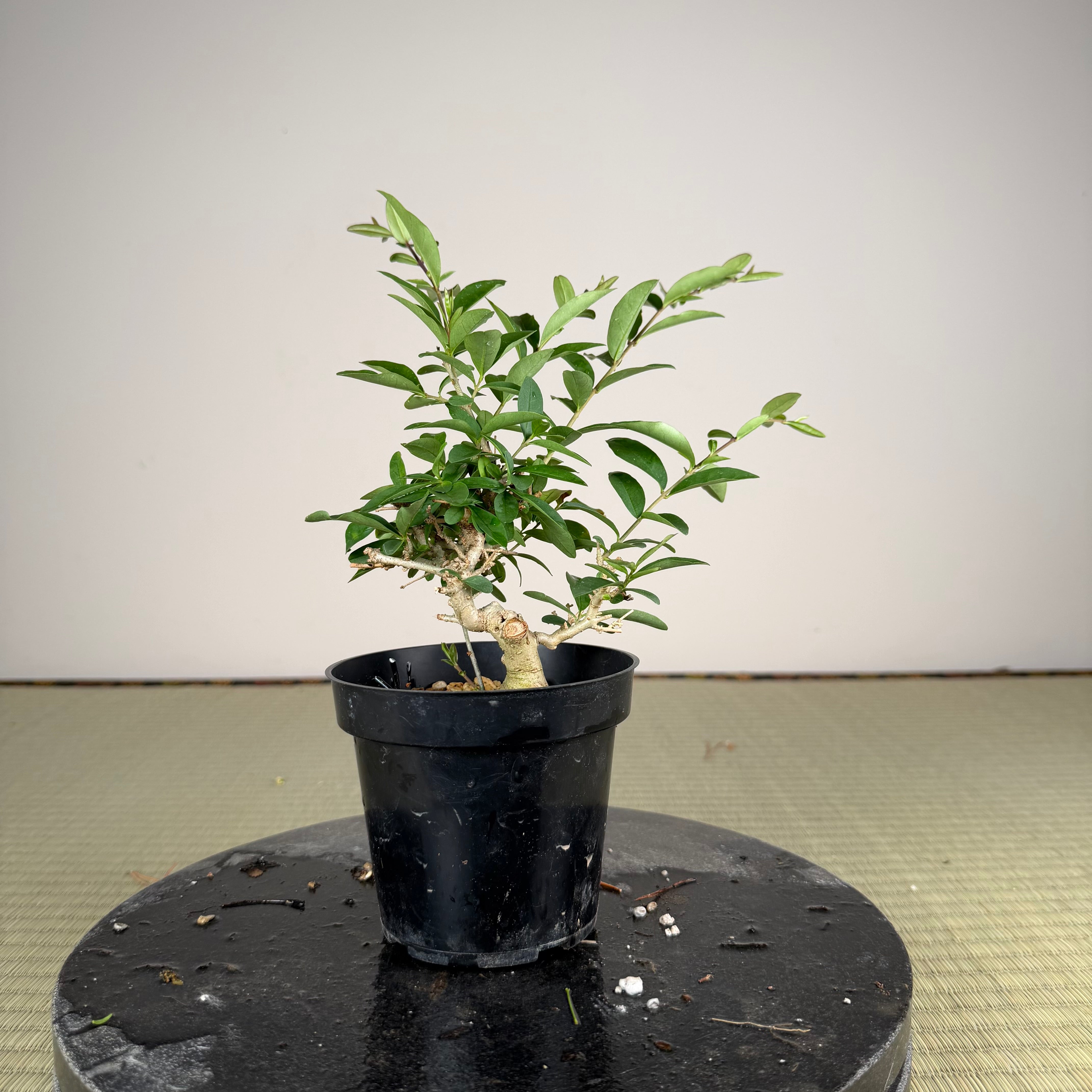 Ligustrum Arakawa *Voir note*