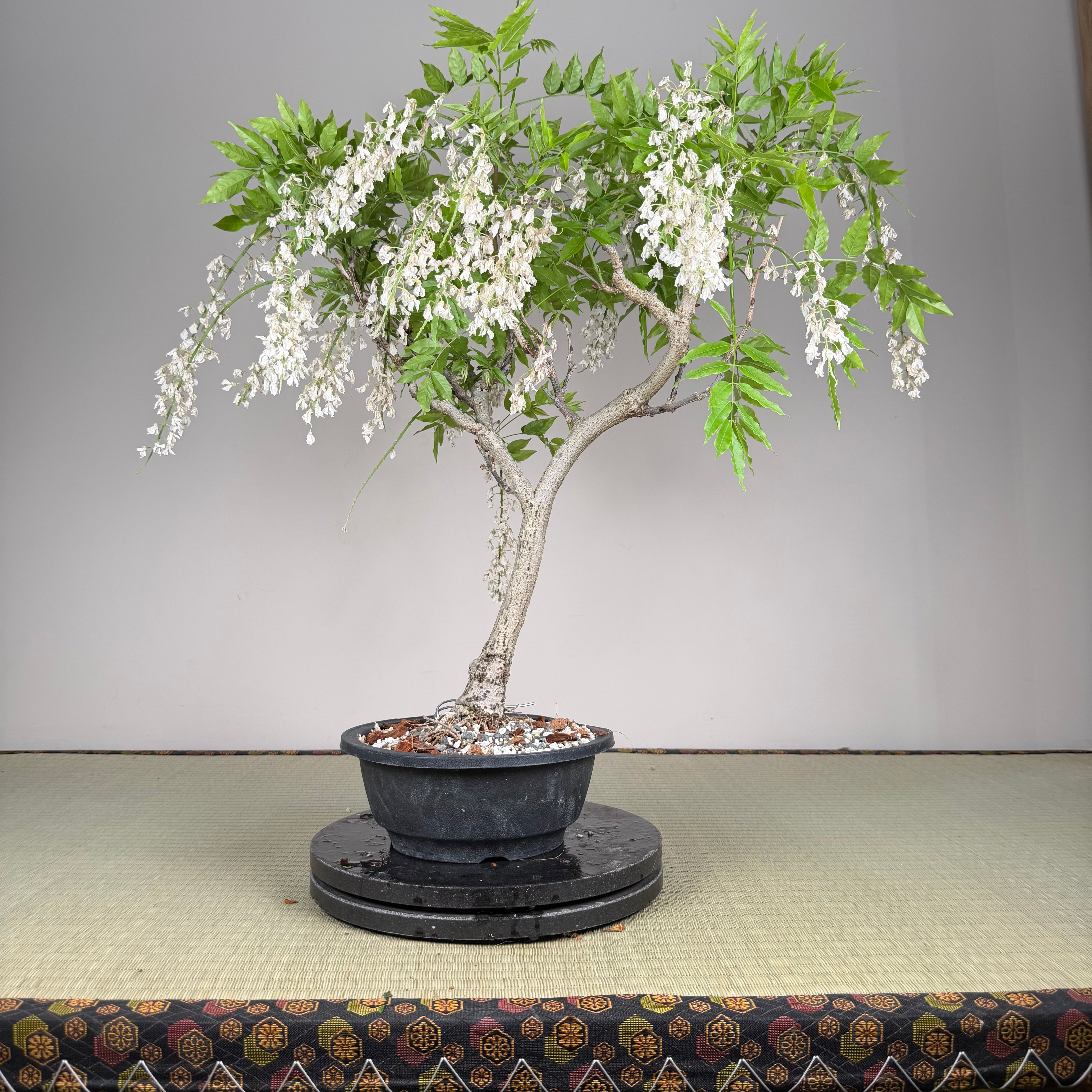 Glycine floribunda (blanche)