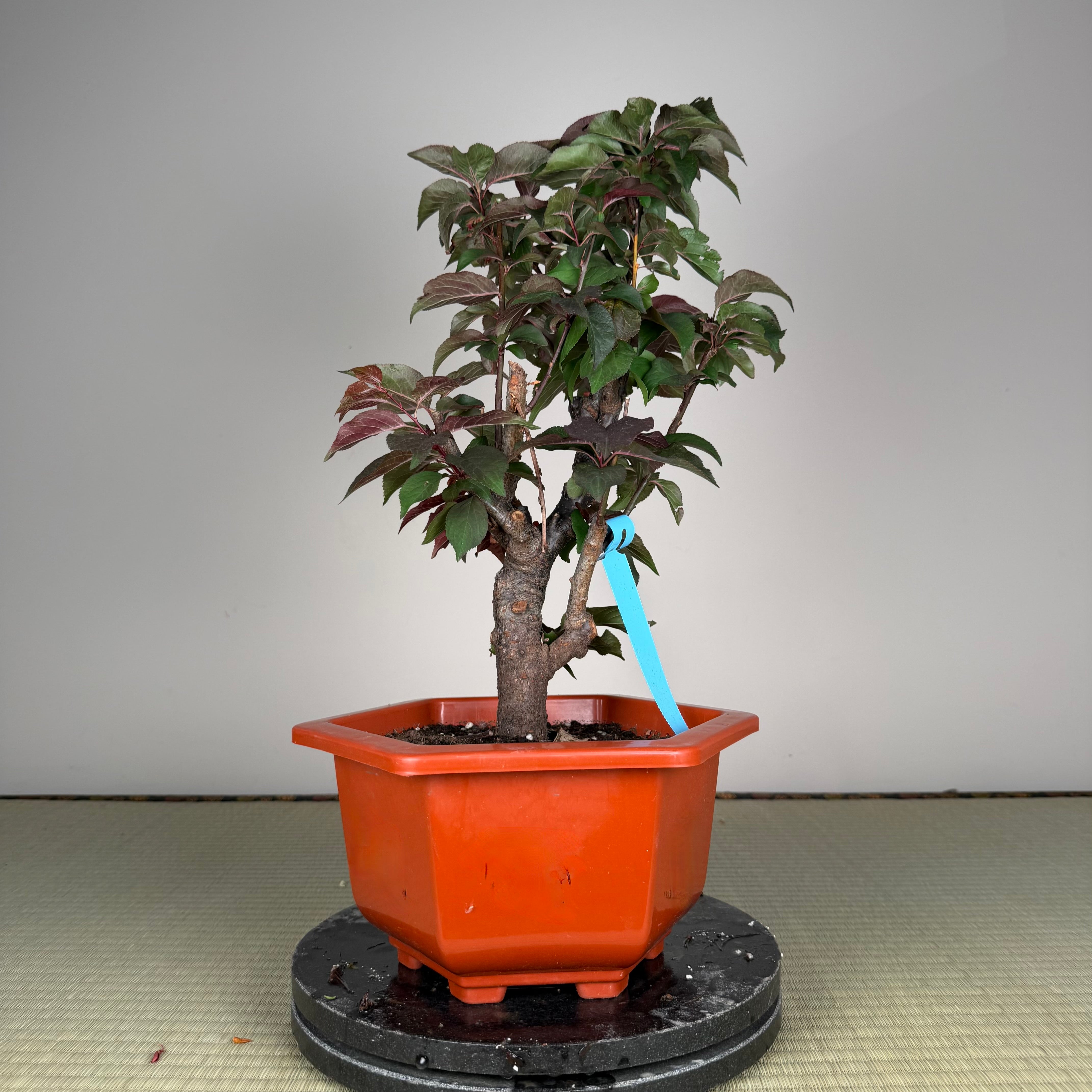 Glycine floribunda
