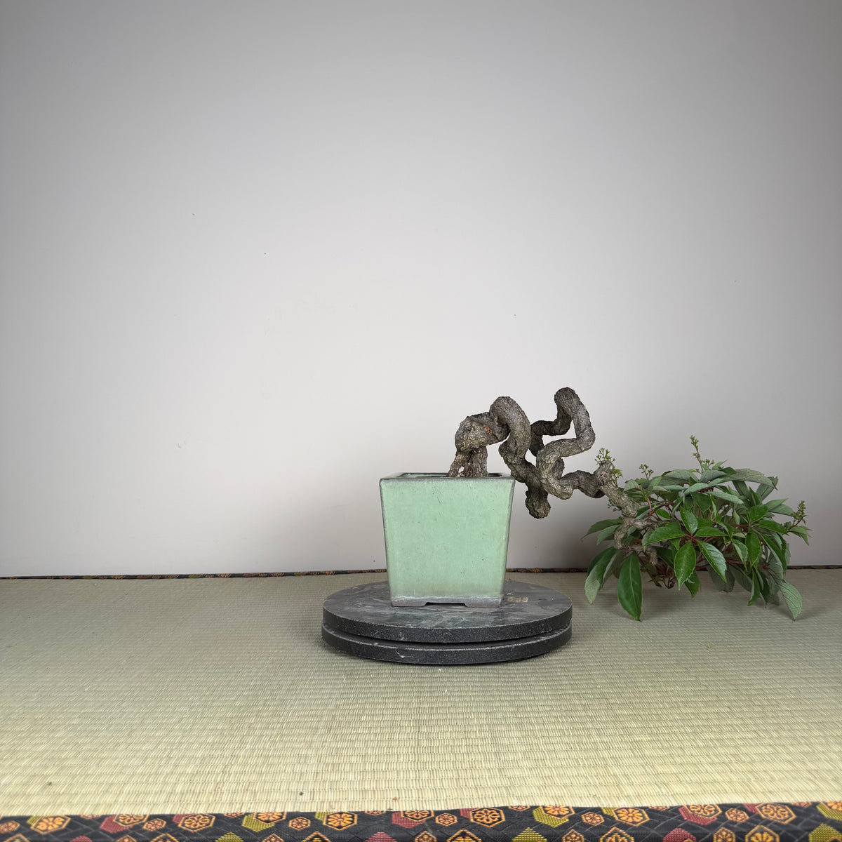 Parthenocissus quinquefolia (Antique pot)