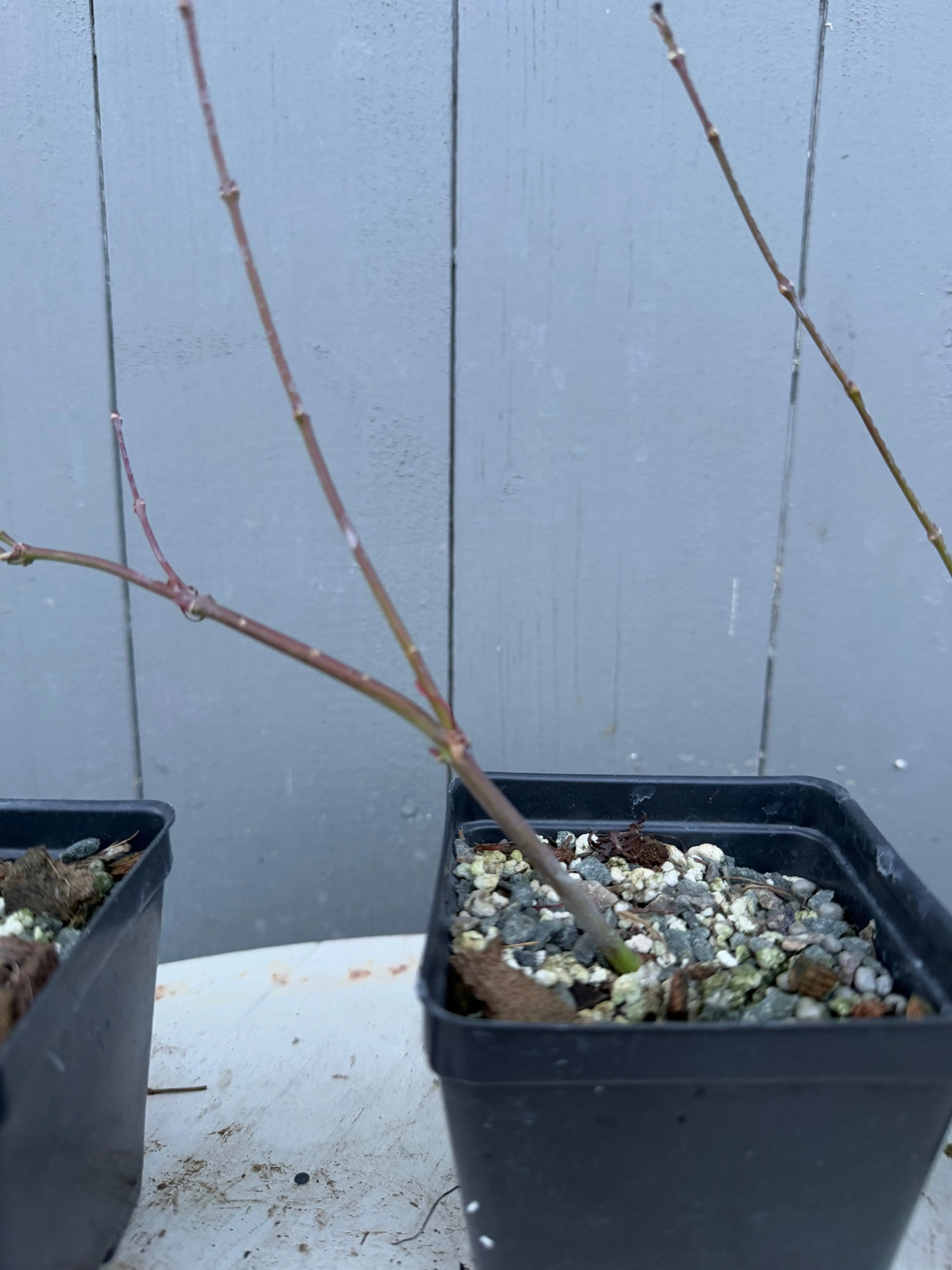 Acer palmatum 'Emerald Lace' Canada Bonsai