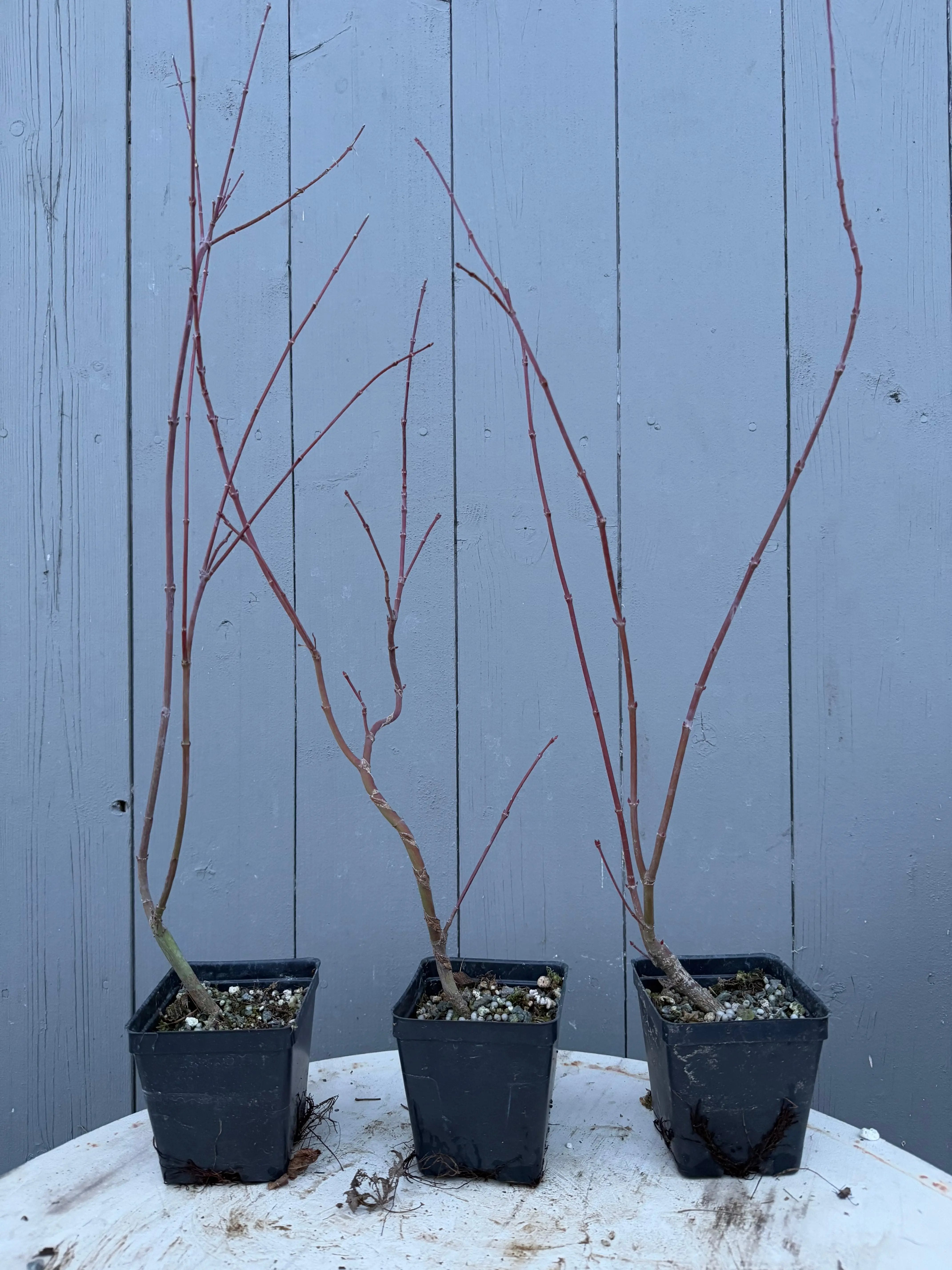 Acer palmatum 'Yves' Arakawa' Canada Bonsai