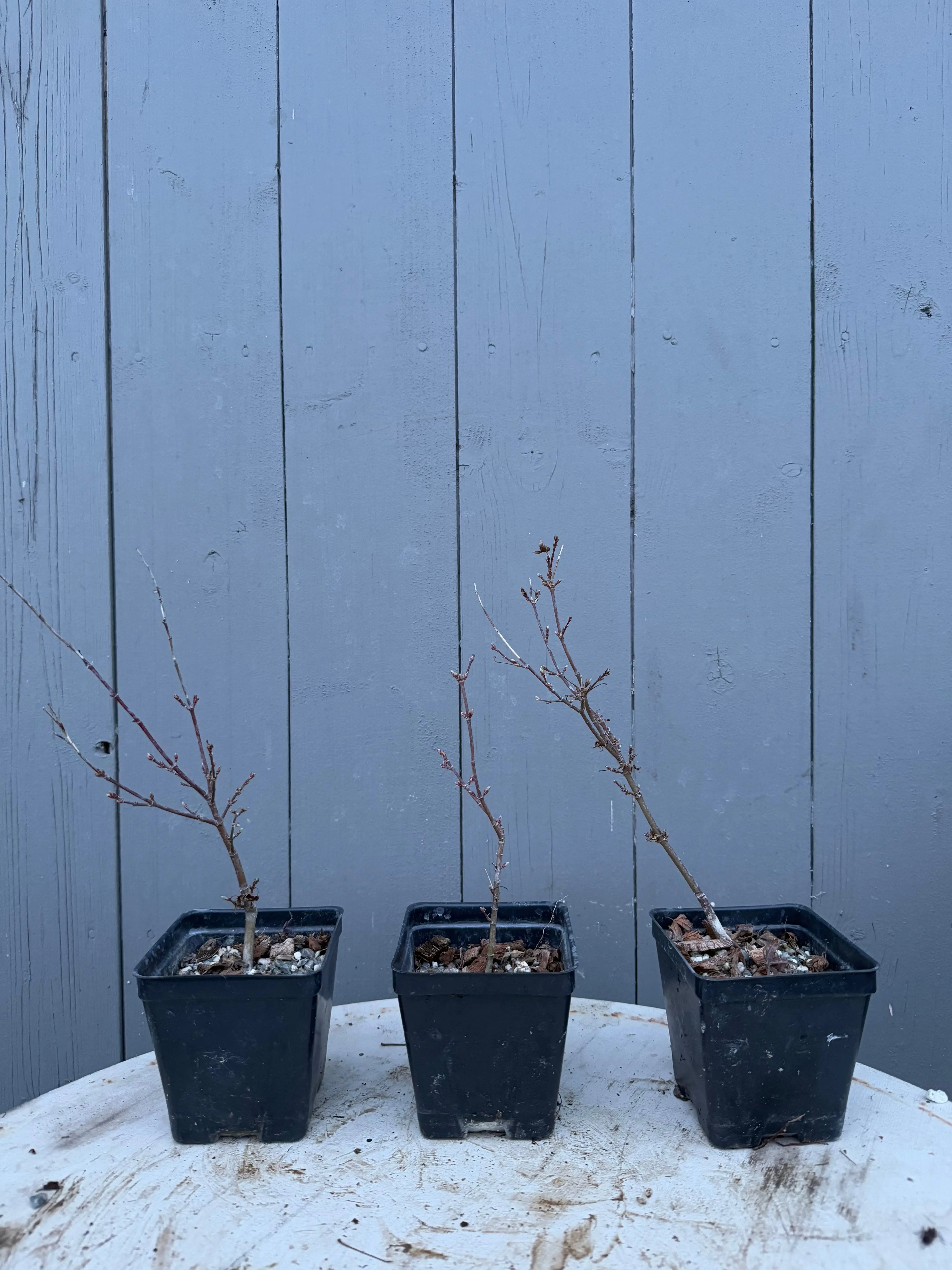 Acer palmatum 'Yves' Petites Feuilles' Canada Bonsai