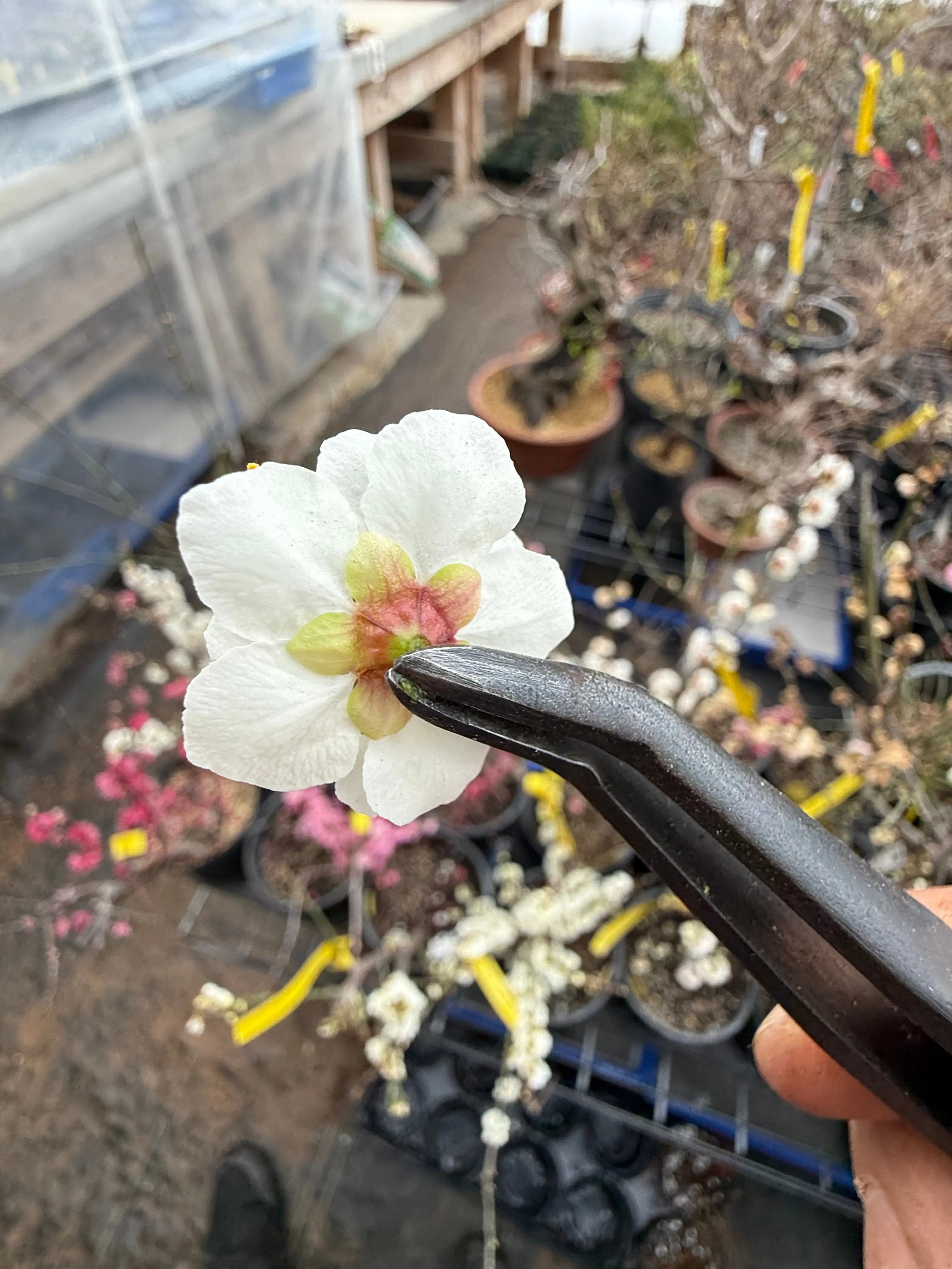Prunus mume 'QĪNGXIĀNG YÙDIÉ' Canada Bonsai