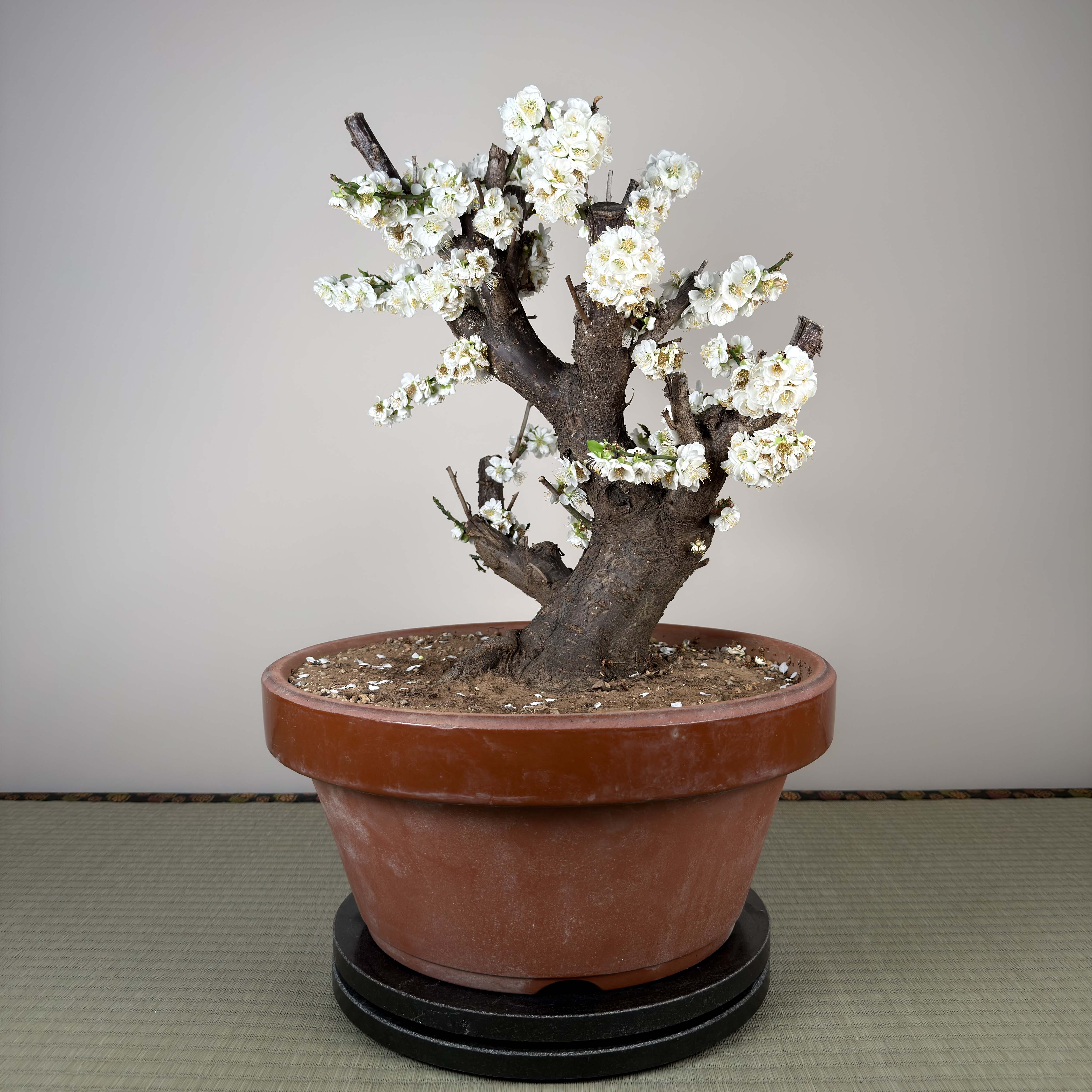Glycine floribunda