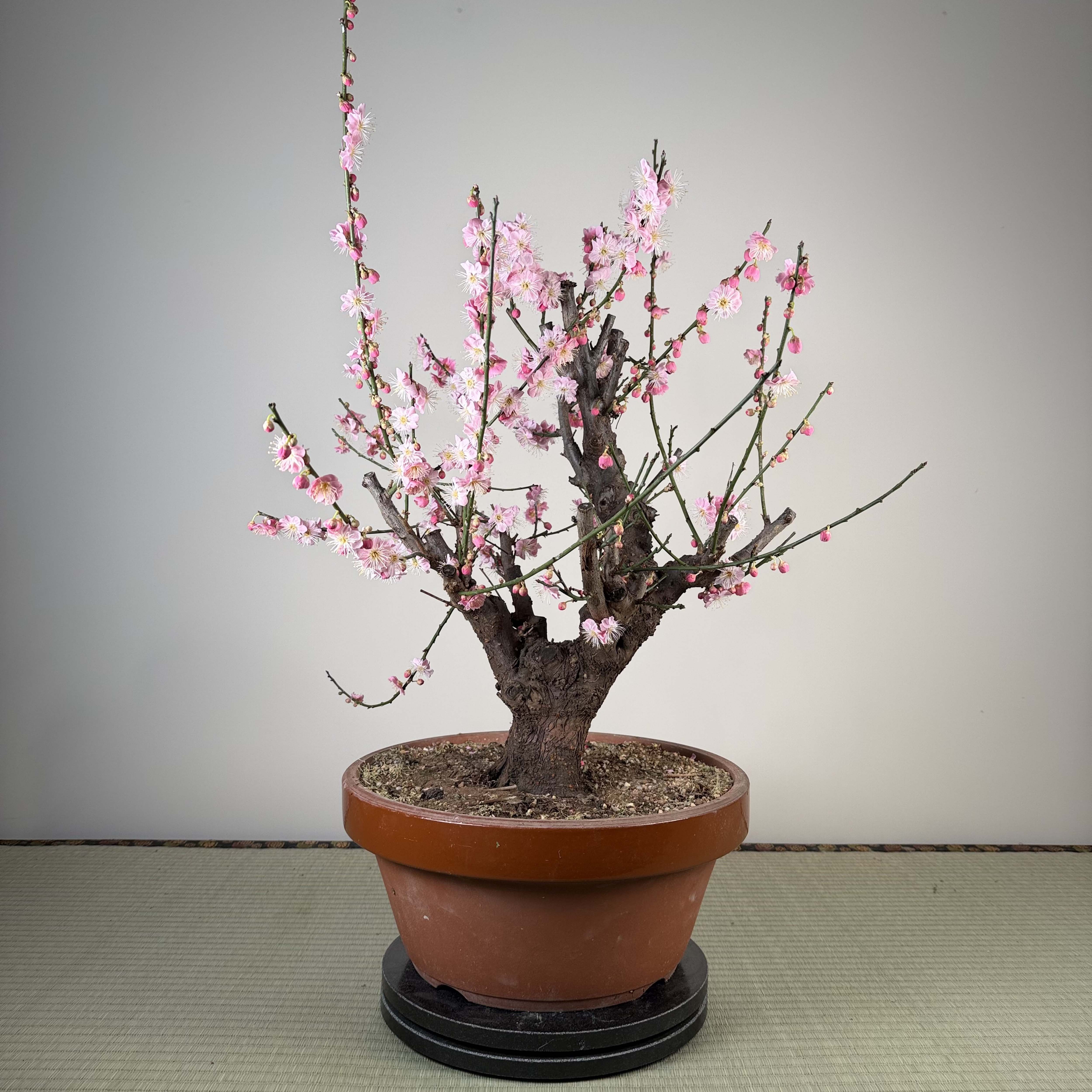 Glycine floribunda