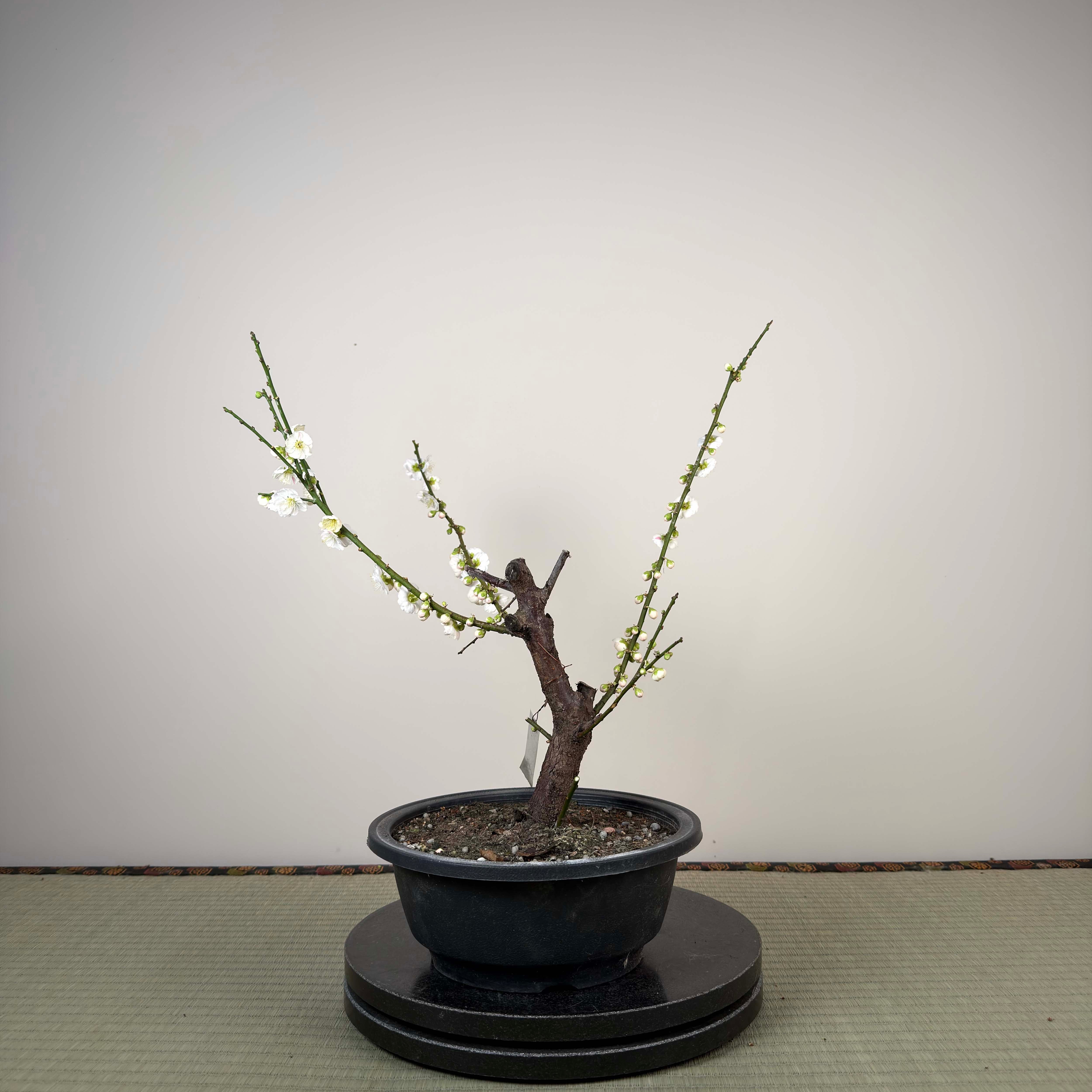 Glycine floribunda