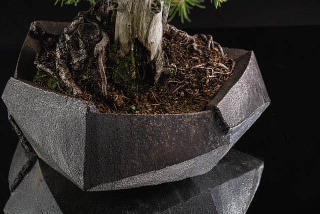 Larix laricina 2