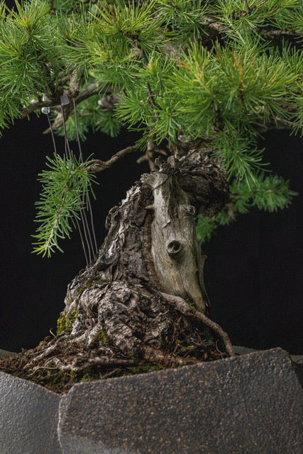 Larix laricina 2