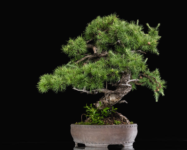 Larix laricina 106