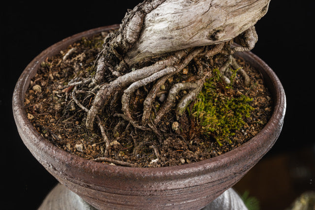 Larix laricina 1