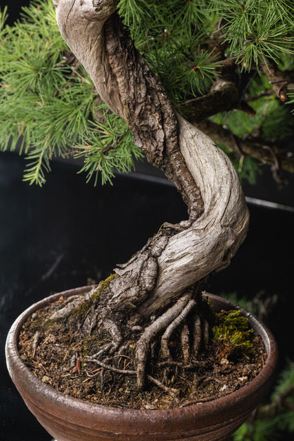 Larix laricina 1
