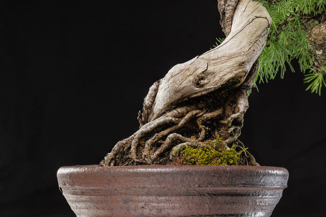 Larix laricina 1