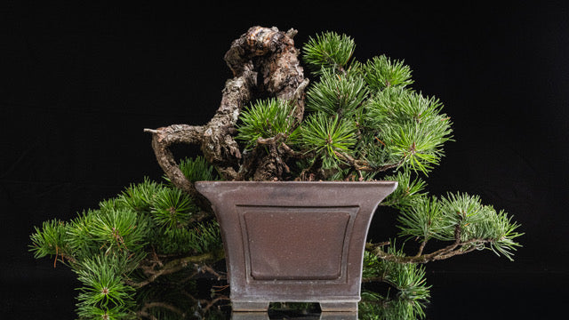 Pinus contorta