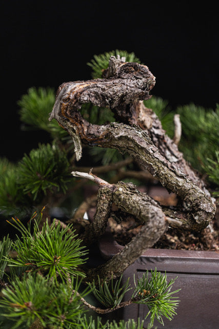 Pinus contorta