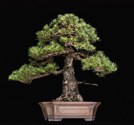 Pinus sylvestris