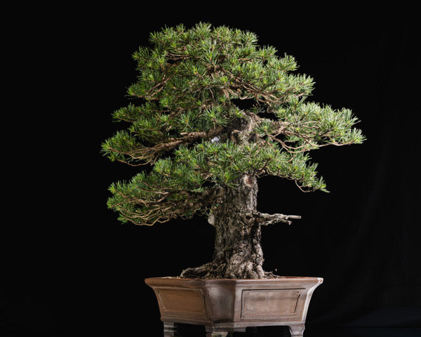 Pinus sylvestris
