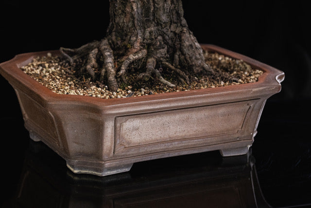 Pinus sylvestris